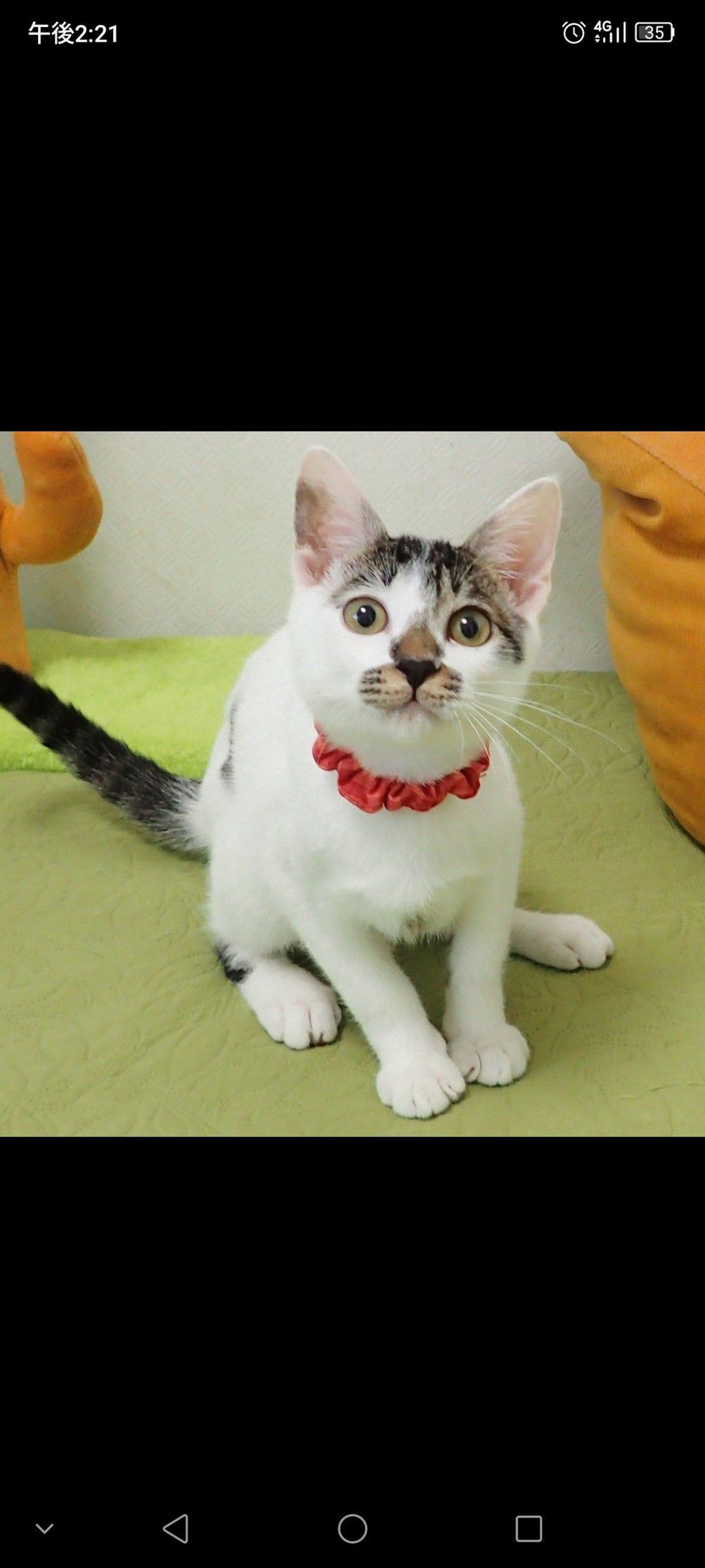 雑種（ミックス猫）・オスの里親募集の写真