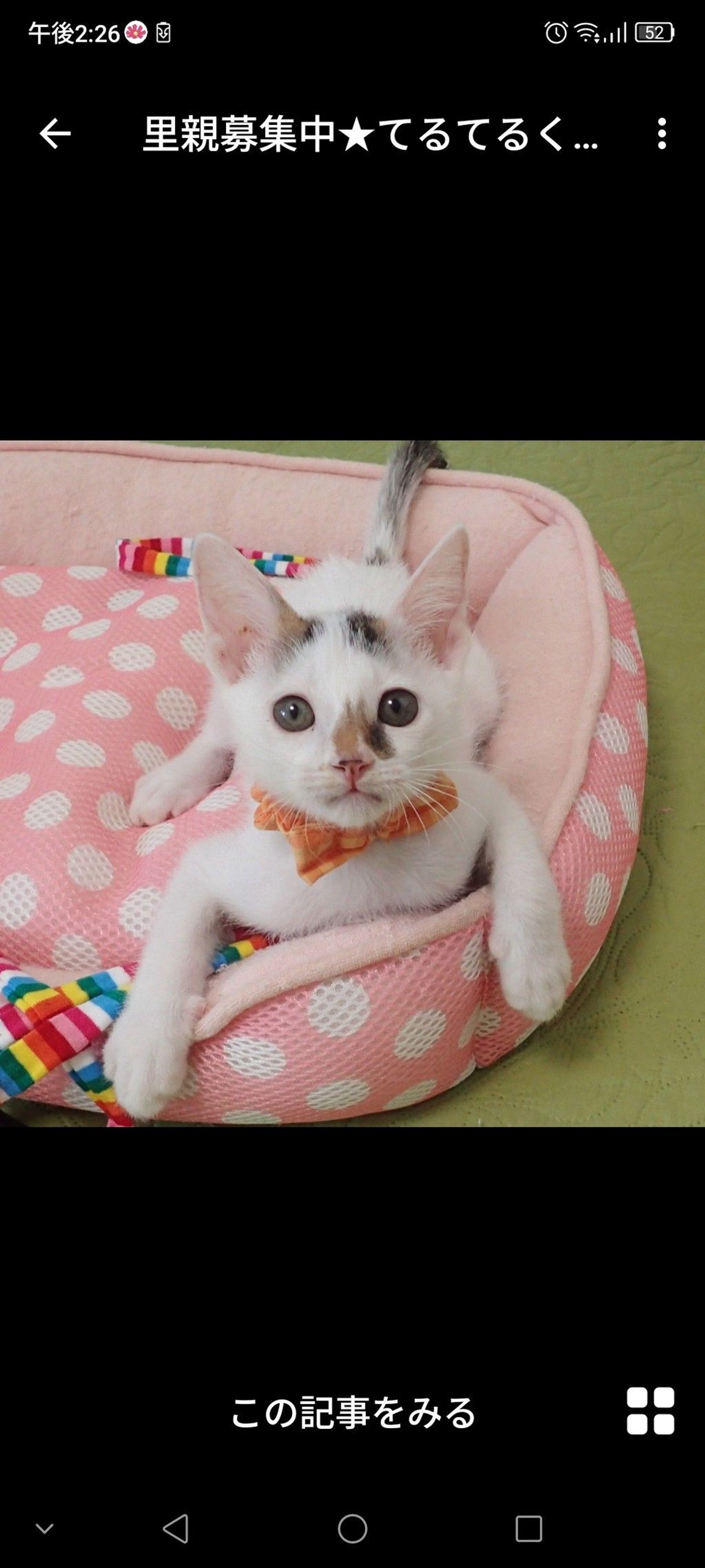 雑種（ミックス猫）・オスの里親募集の写真