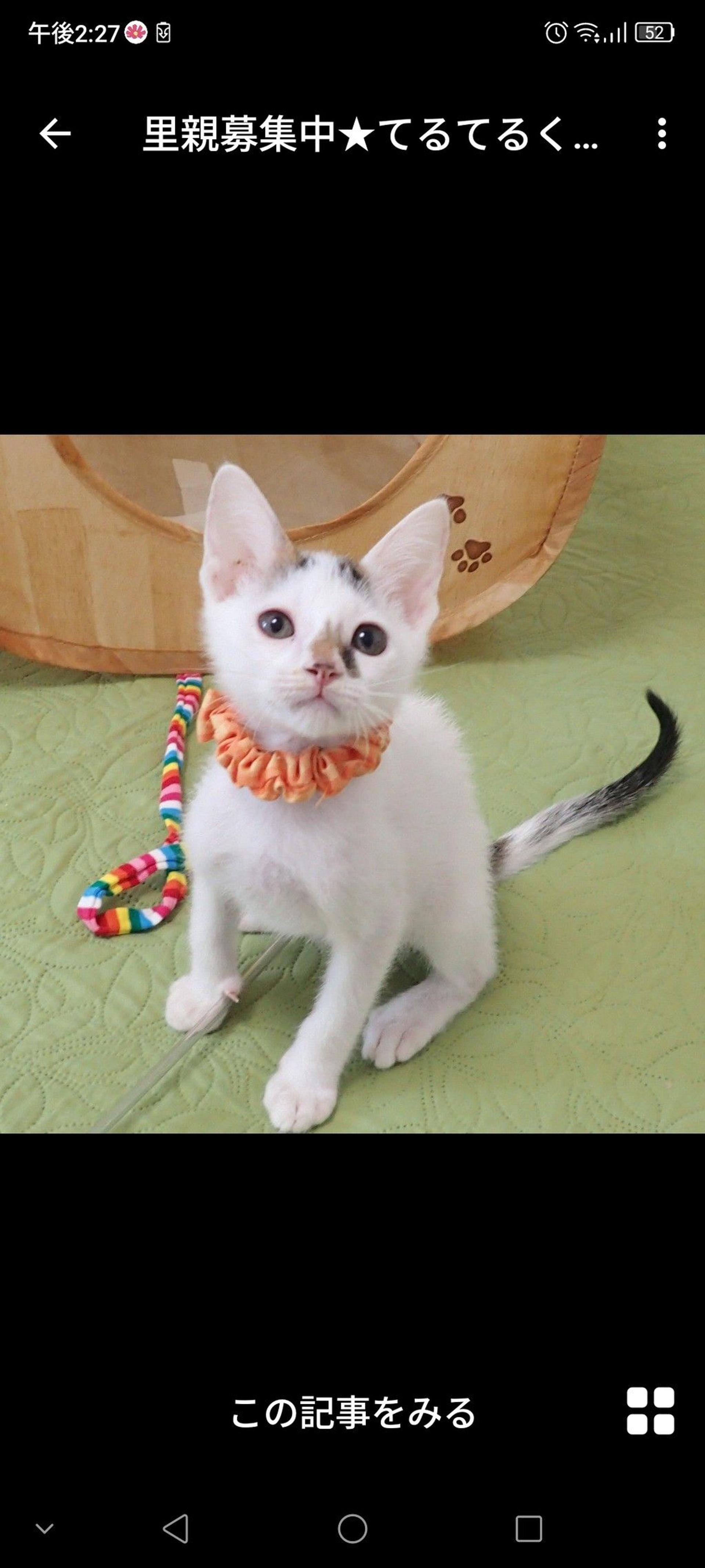 pet-image-3