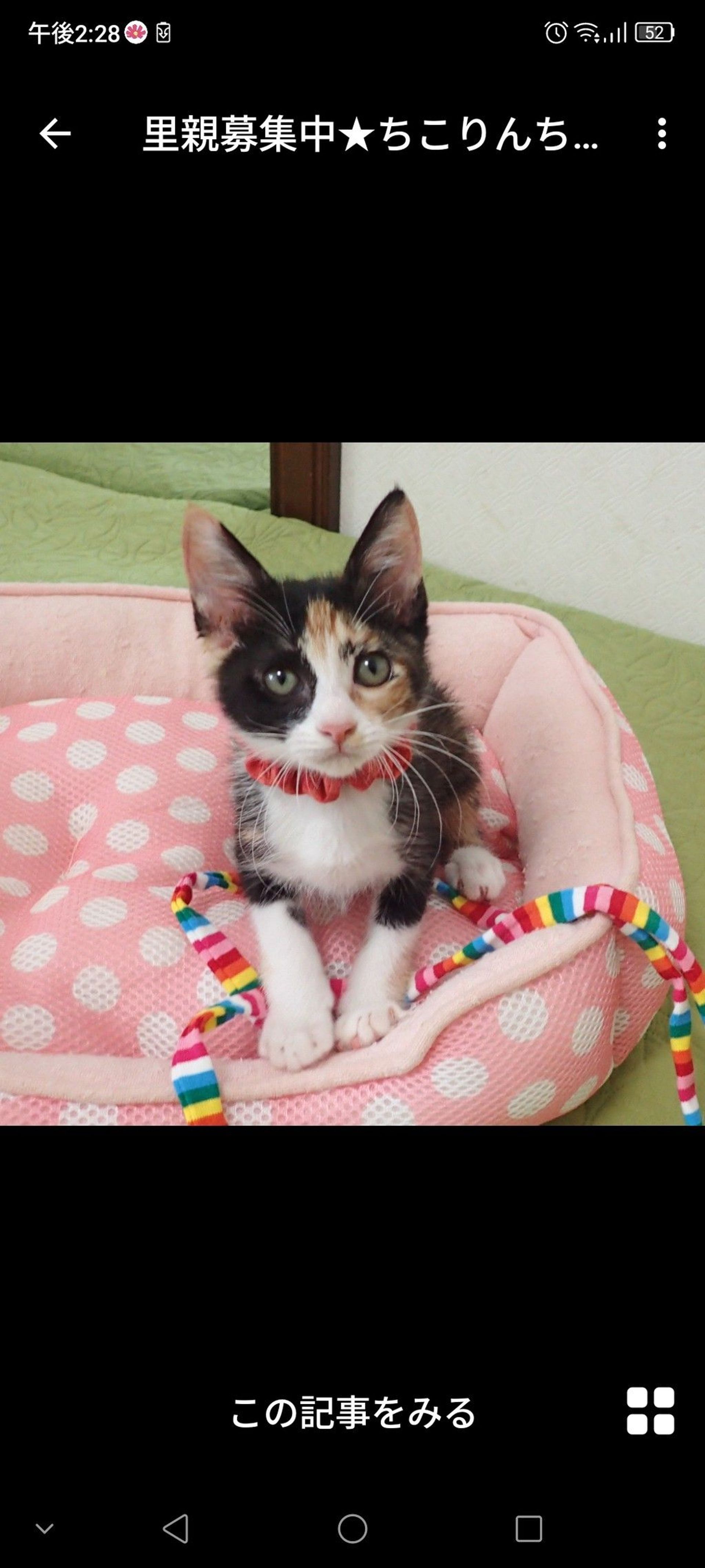 日本猫・メスの里親募集の写真