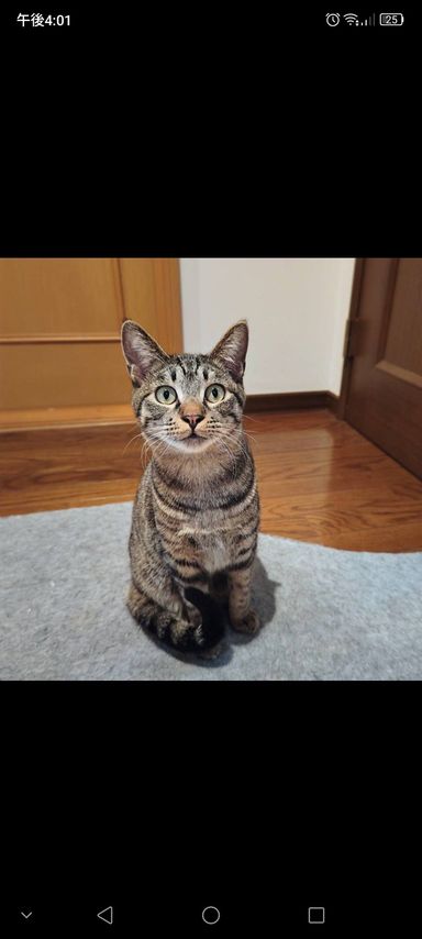 雑種（ミックス猫）・オスの里親募集の写真