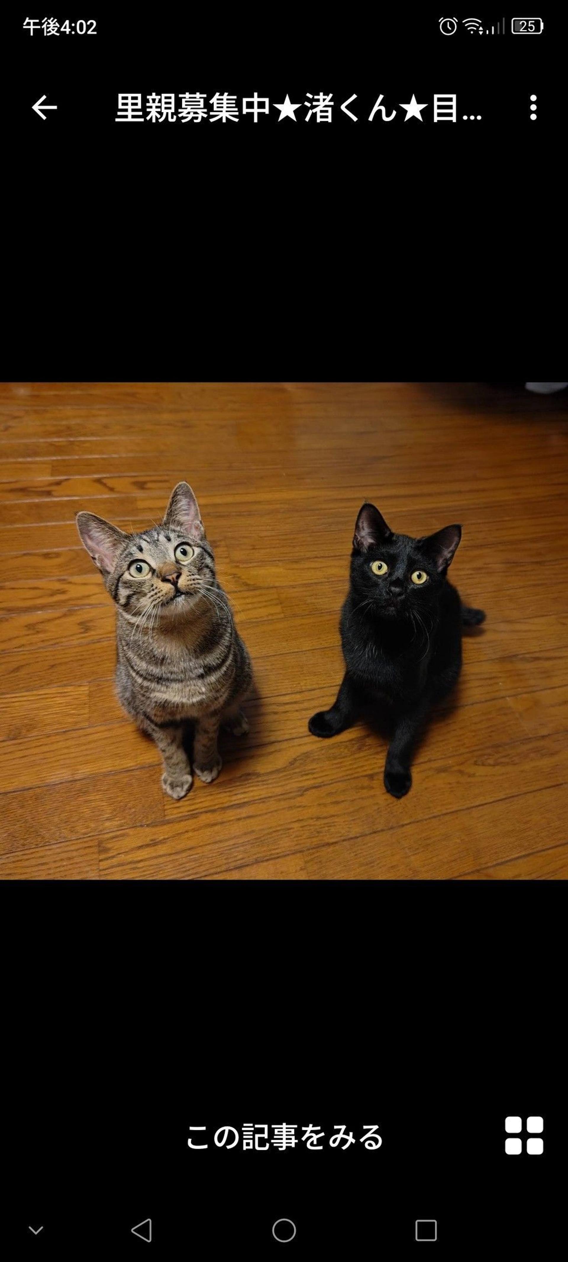 pet-image-3