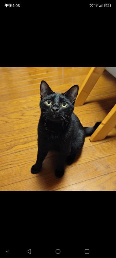 雑種（ミックス猫）・オスの里親募集の写真