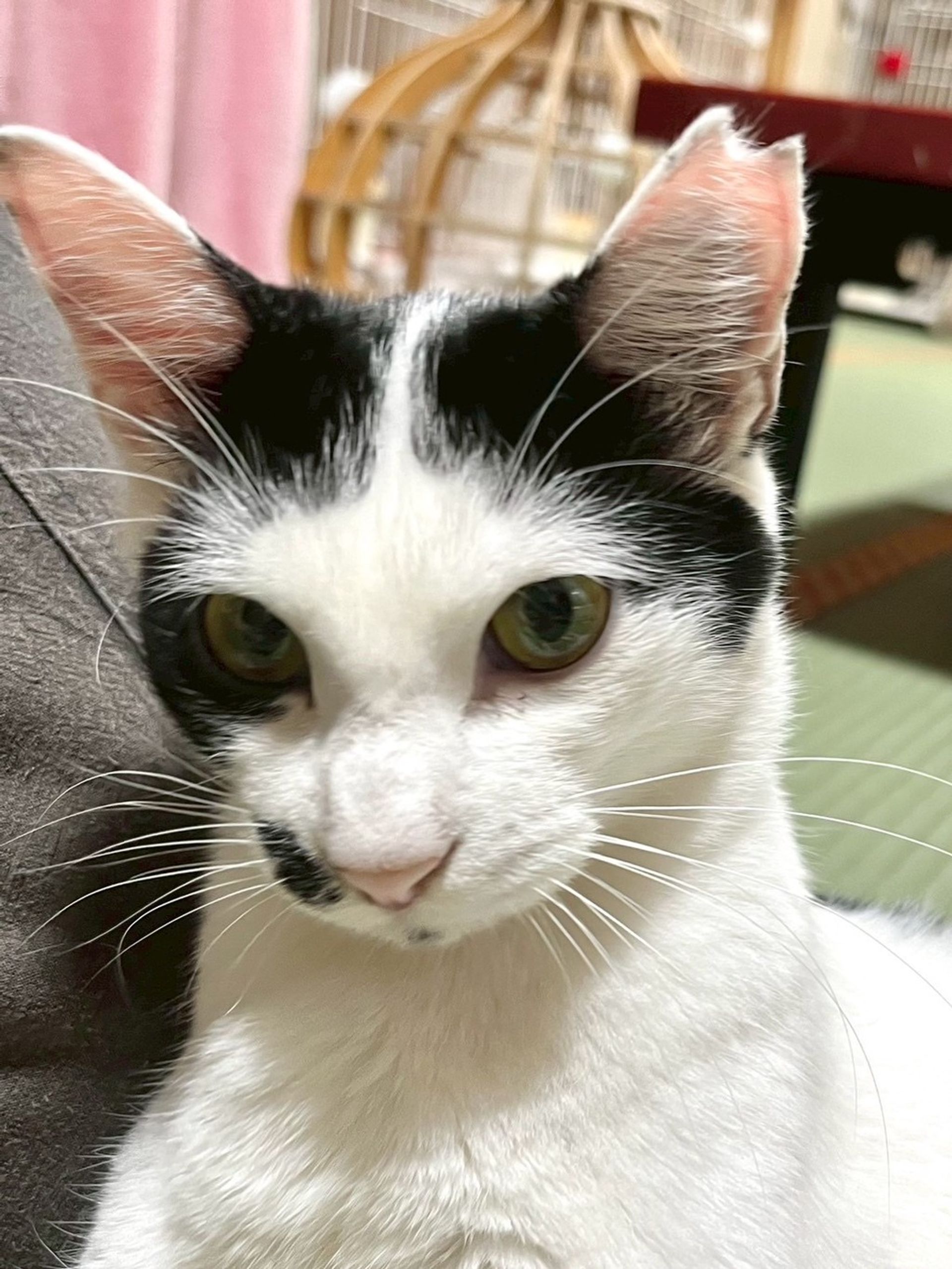 雑種（ミックス猫）・オスの里親募集の写真