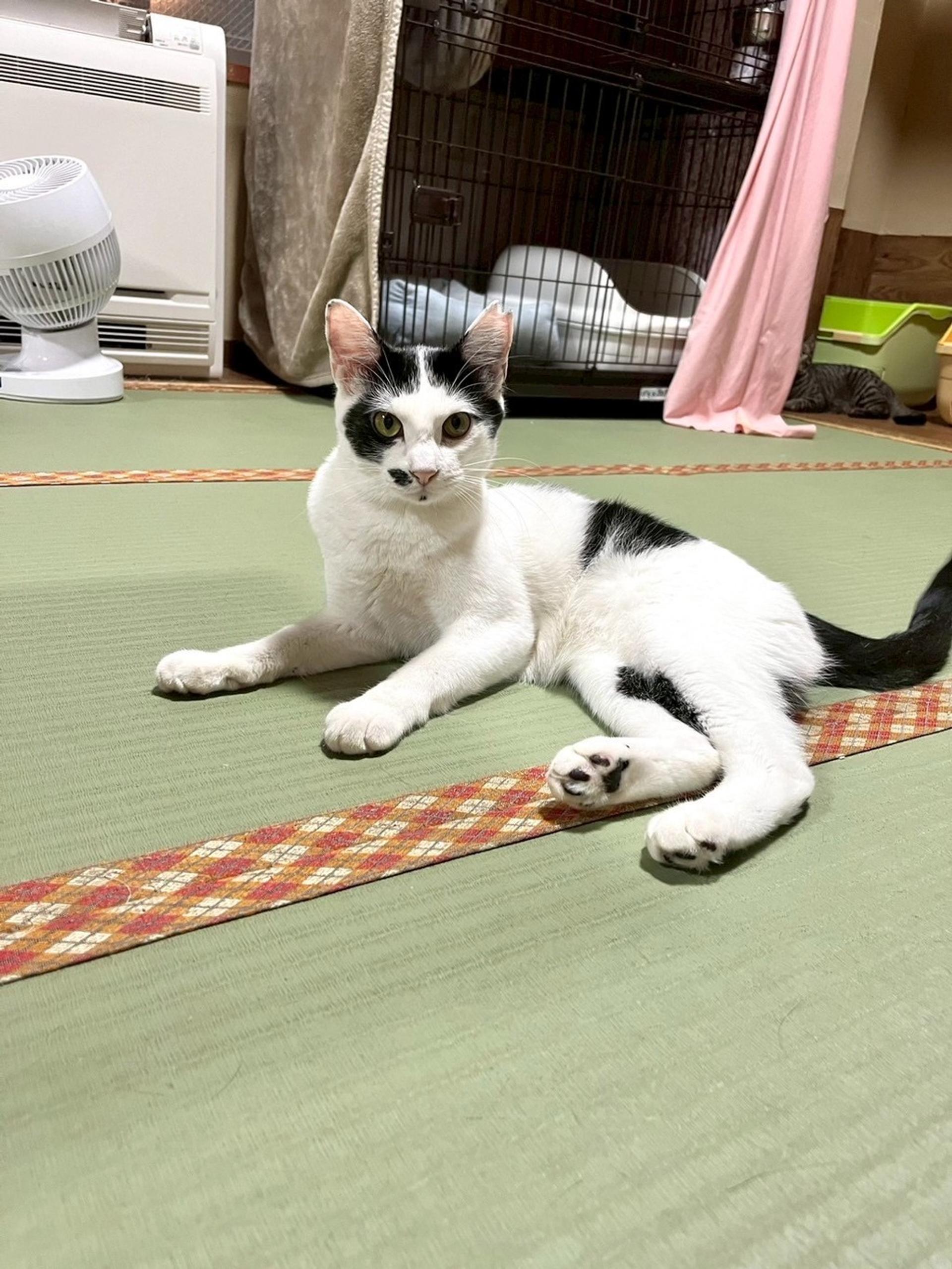 pet-image-2