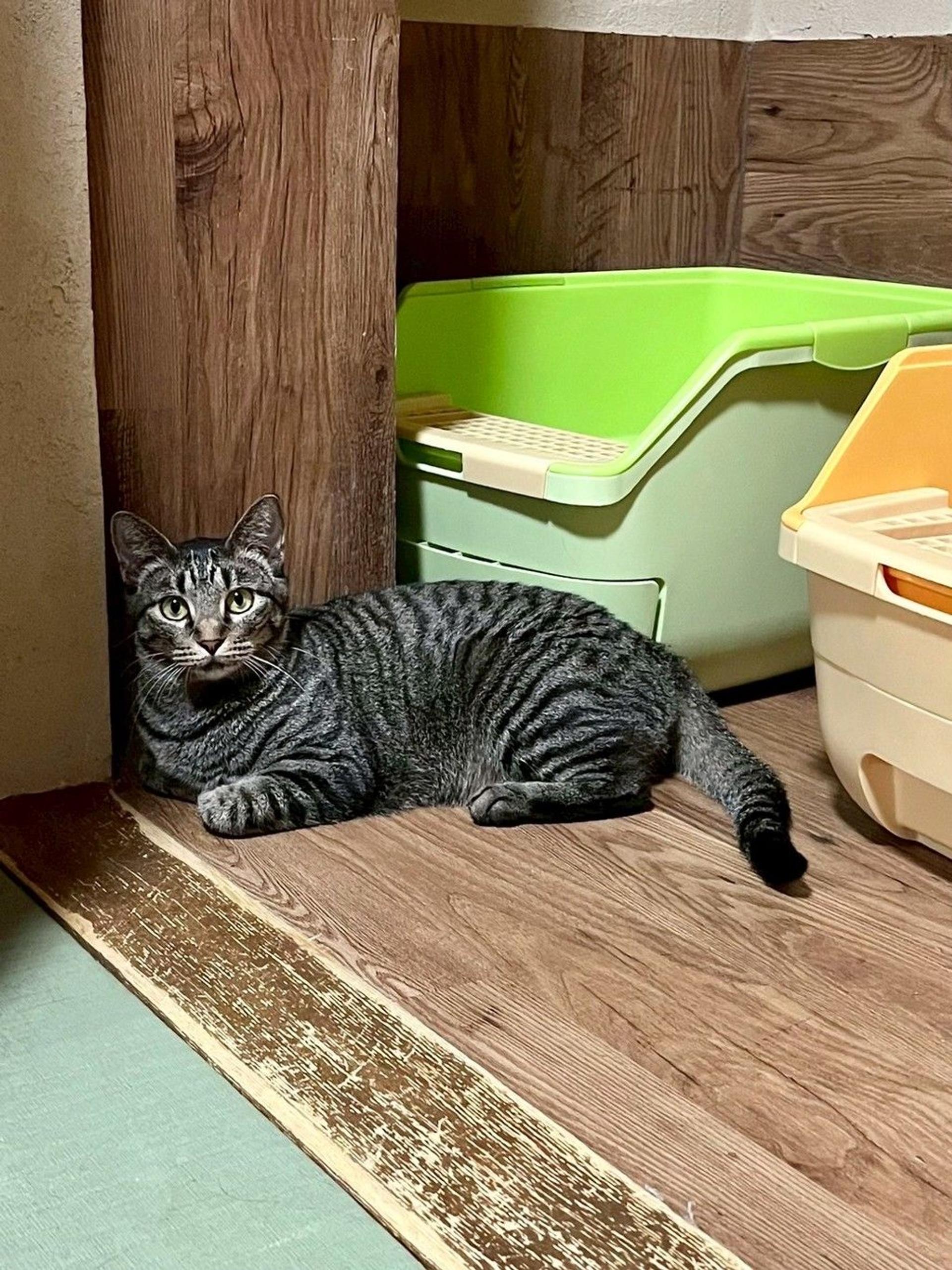 pet-image-2