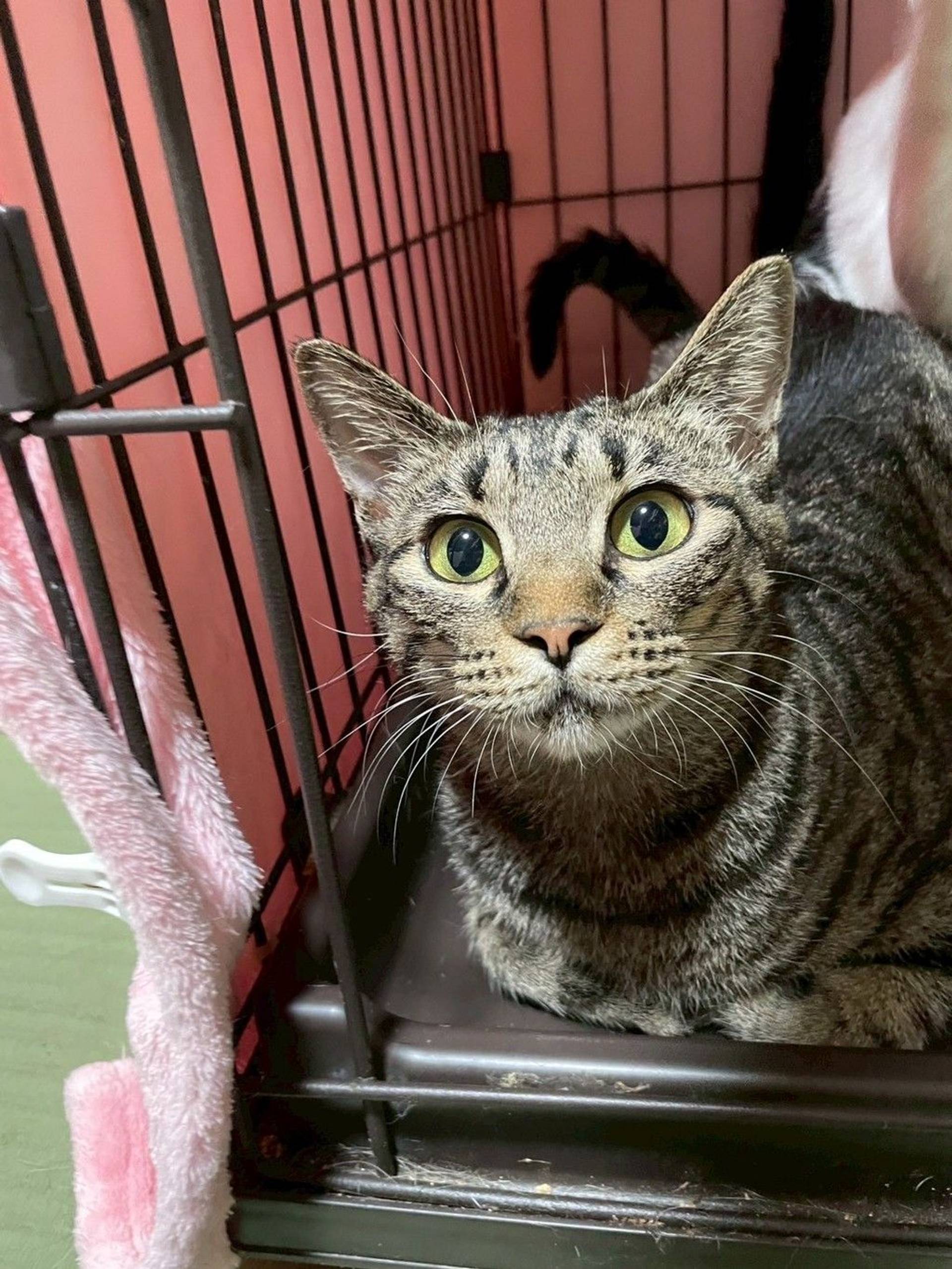 雑種（ミックス猫）・メスの里親募集の写真