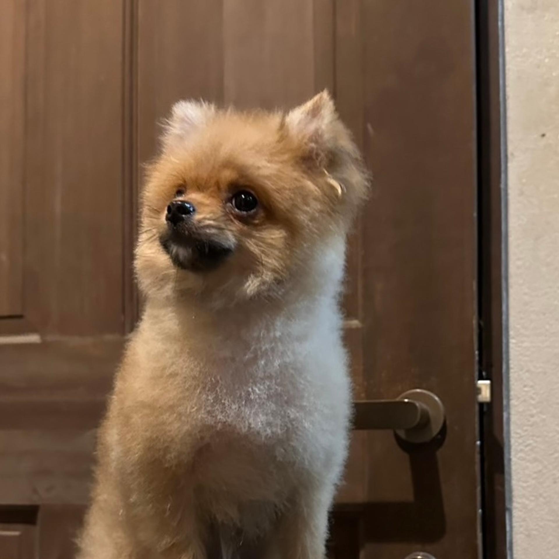 pet-image-5