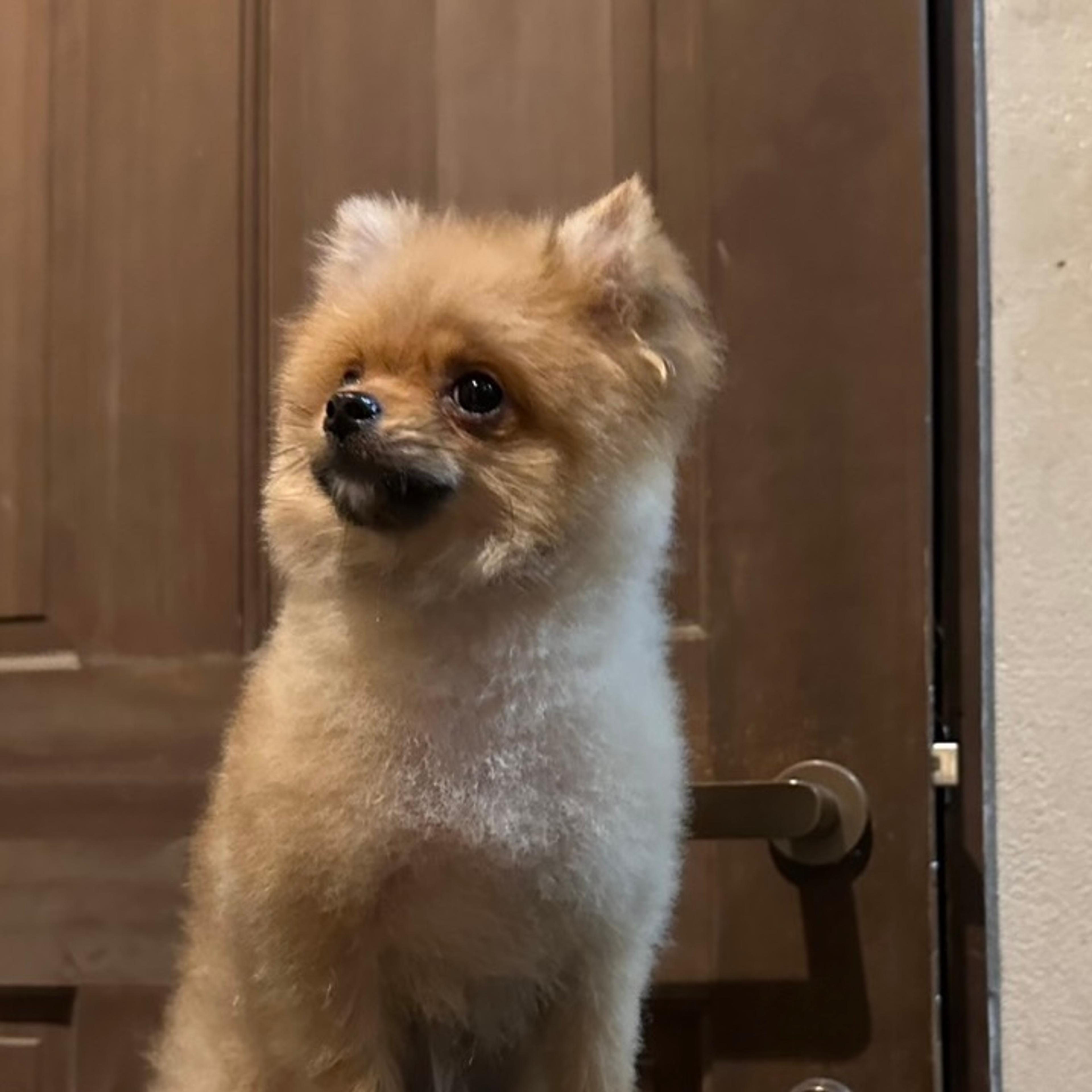 pet-image-5