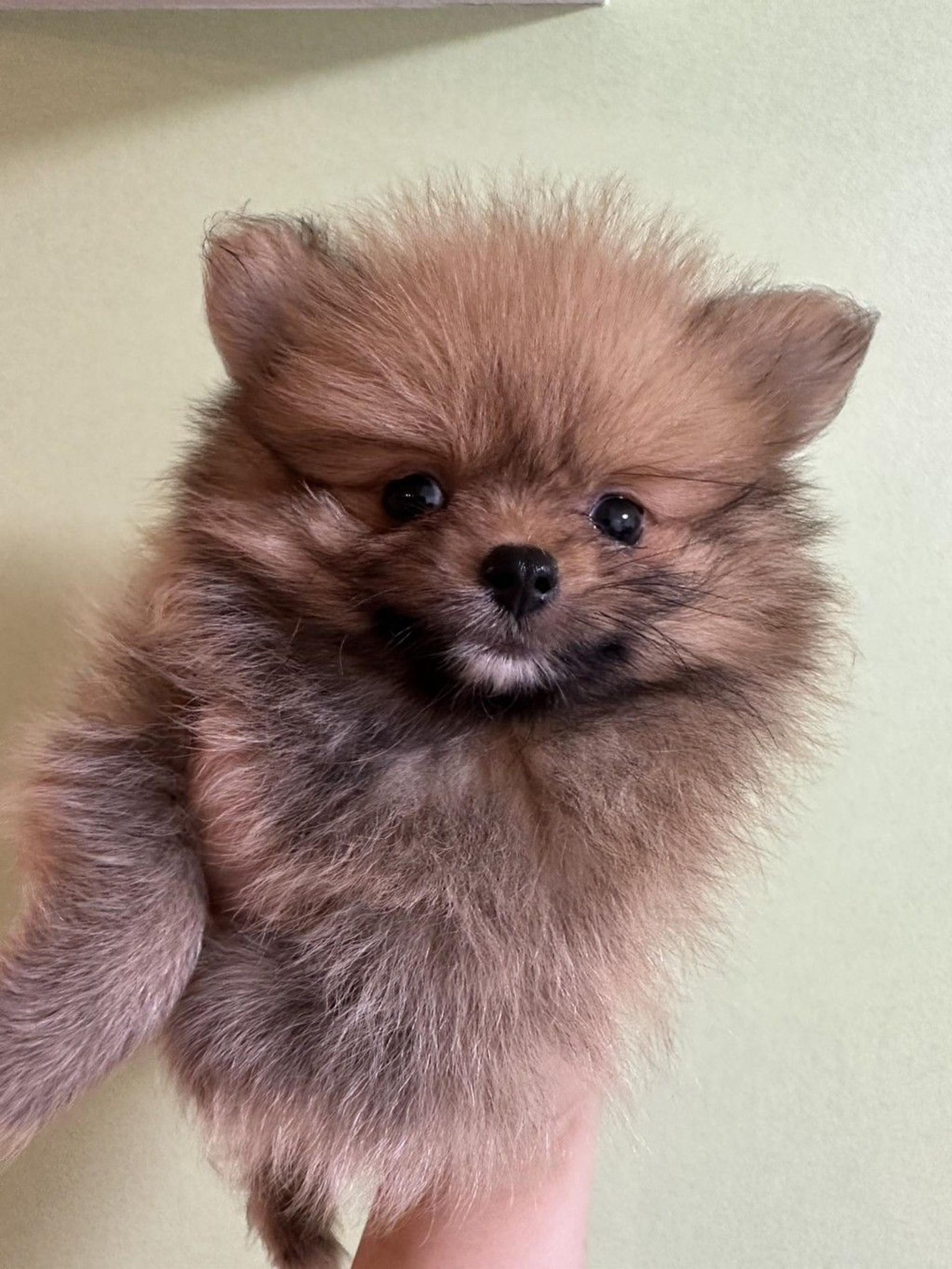pet-image-4