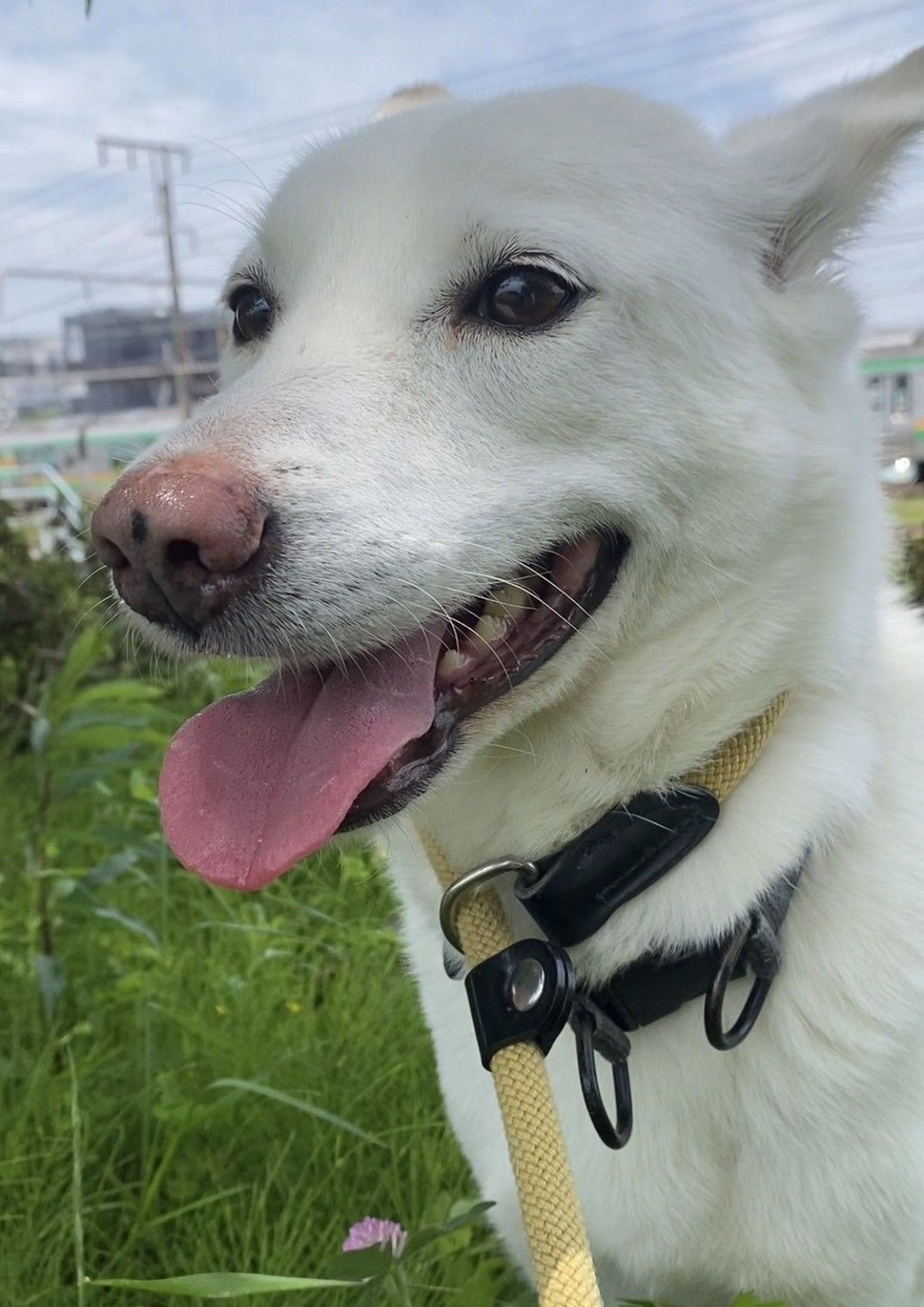 雑種（ミックス犬）・オスの里親募集の写真