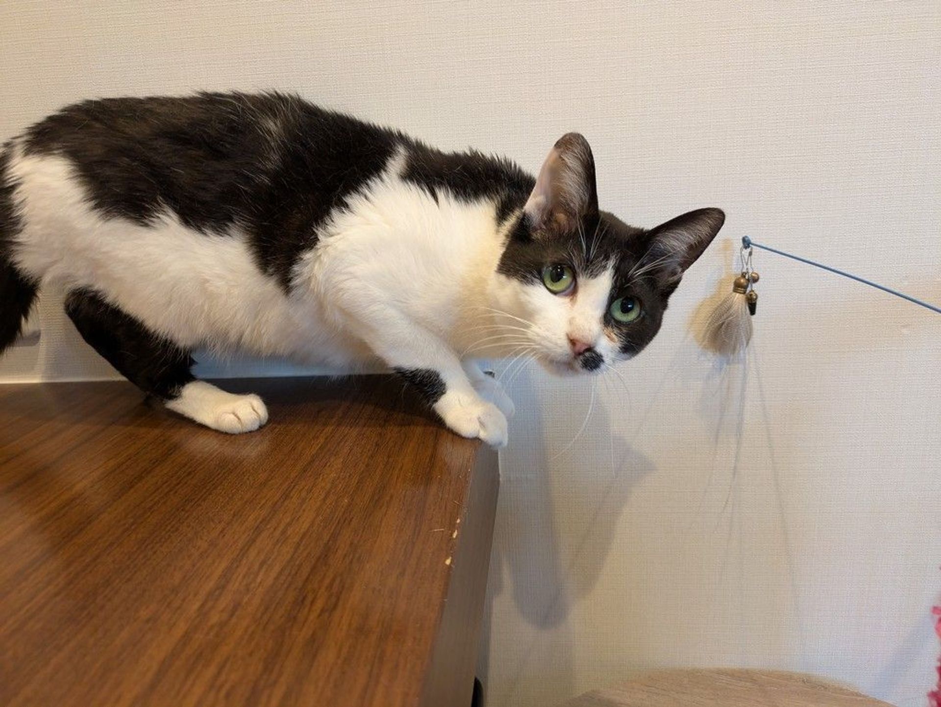 雑種（ミックス猫）・メスの里親募集の写真