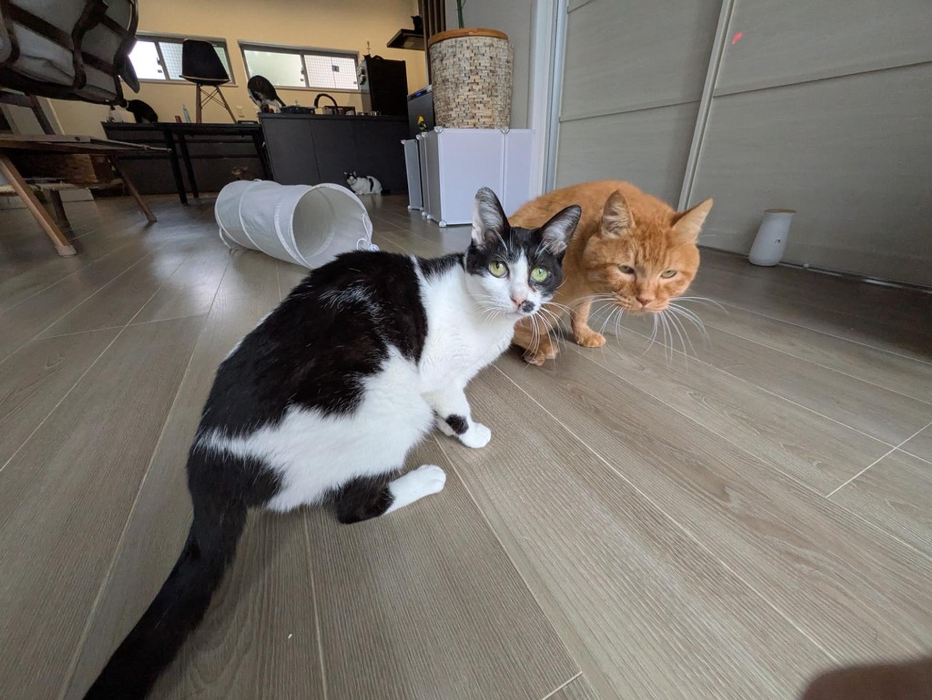 pet-image-4