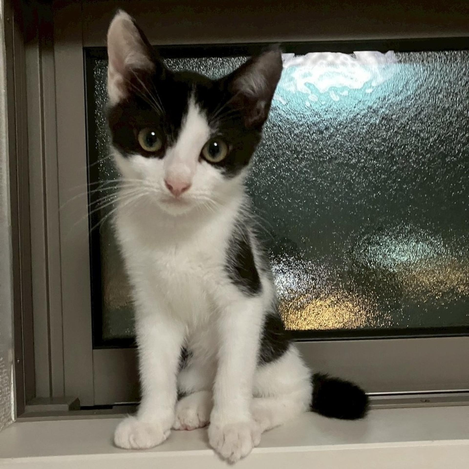 pet-image-2