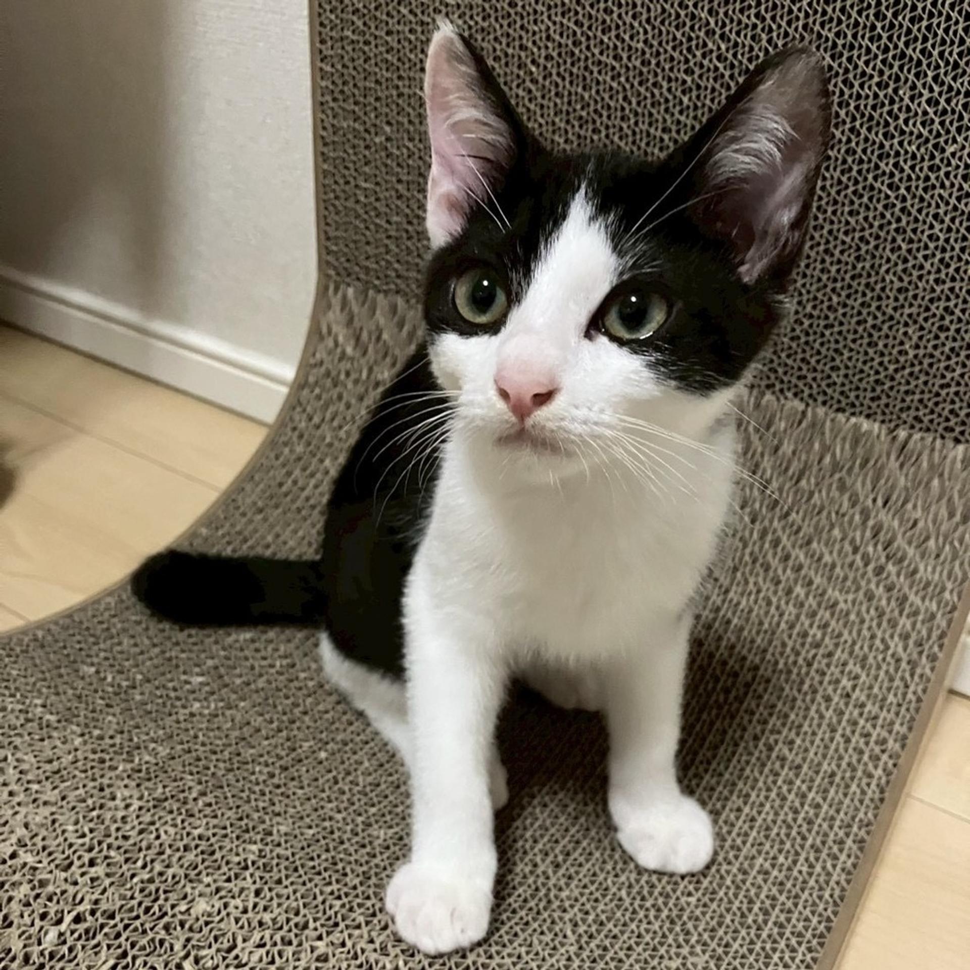 pet-image-3