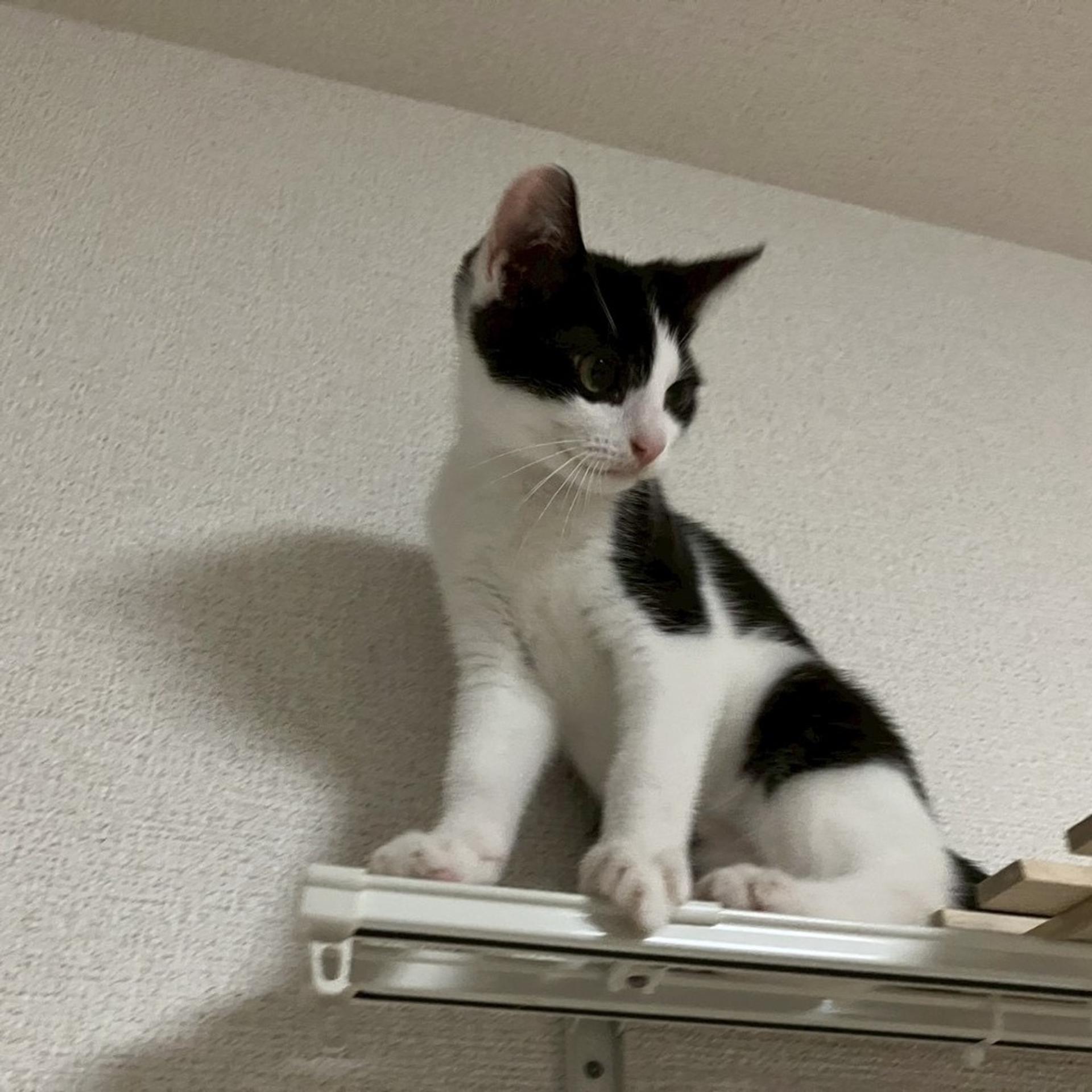 pet-image-4