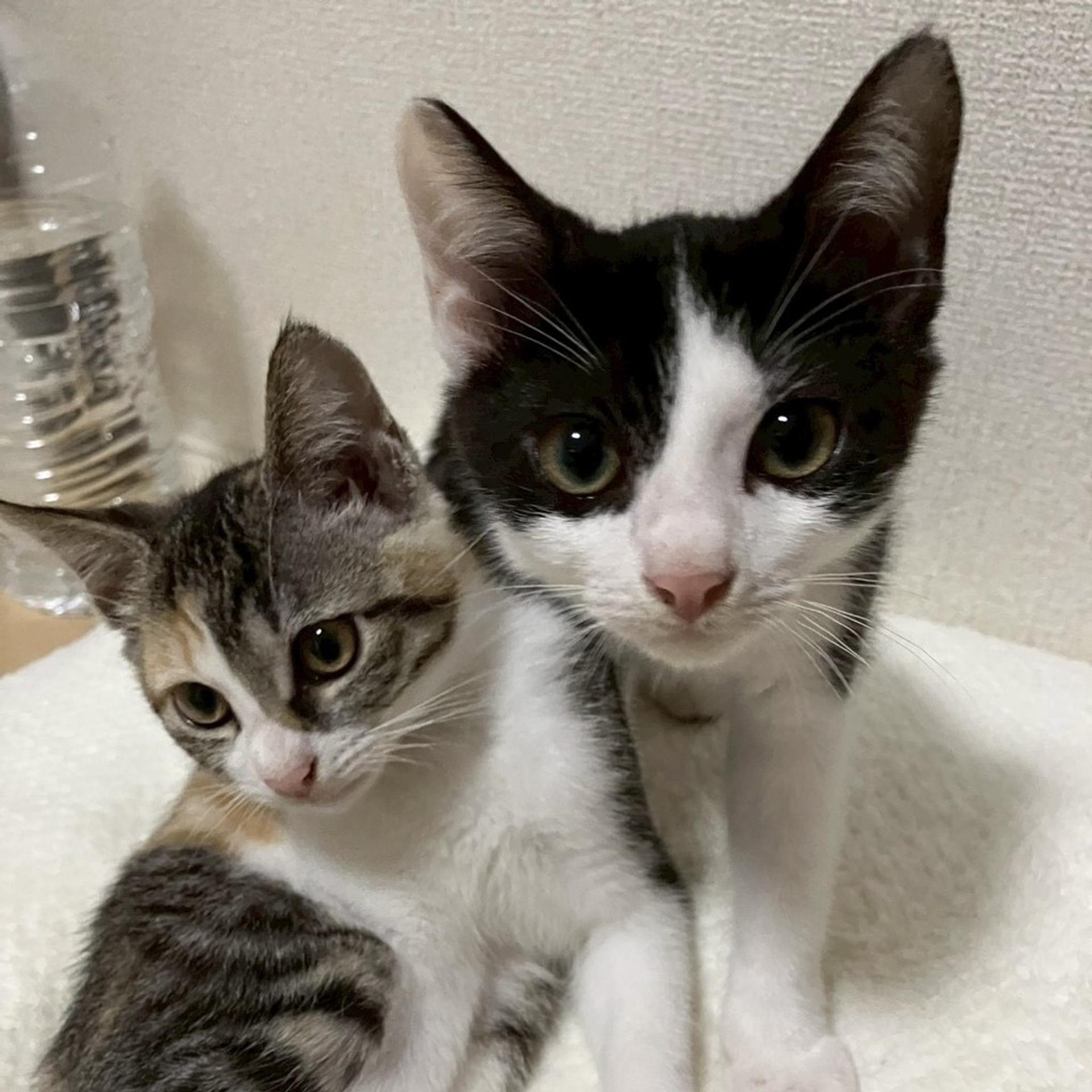 pet-image-5