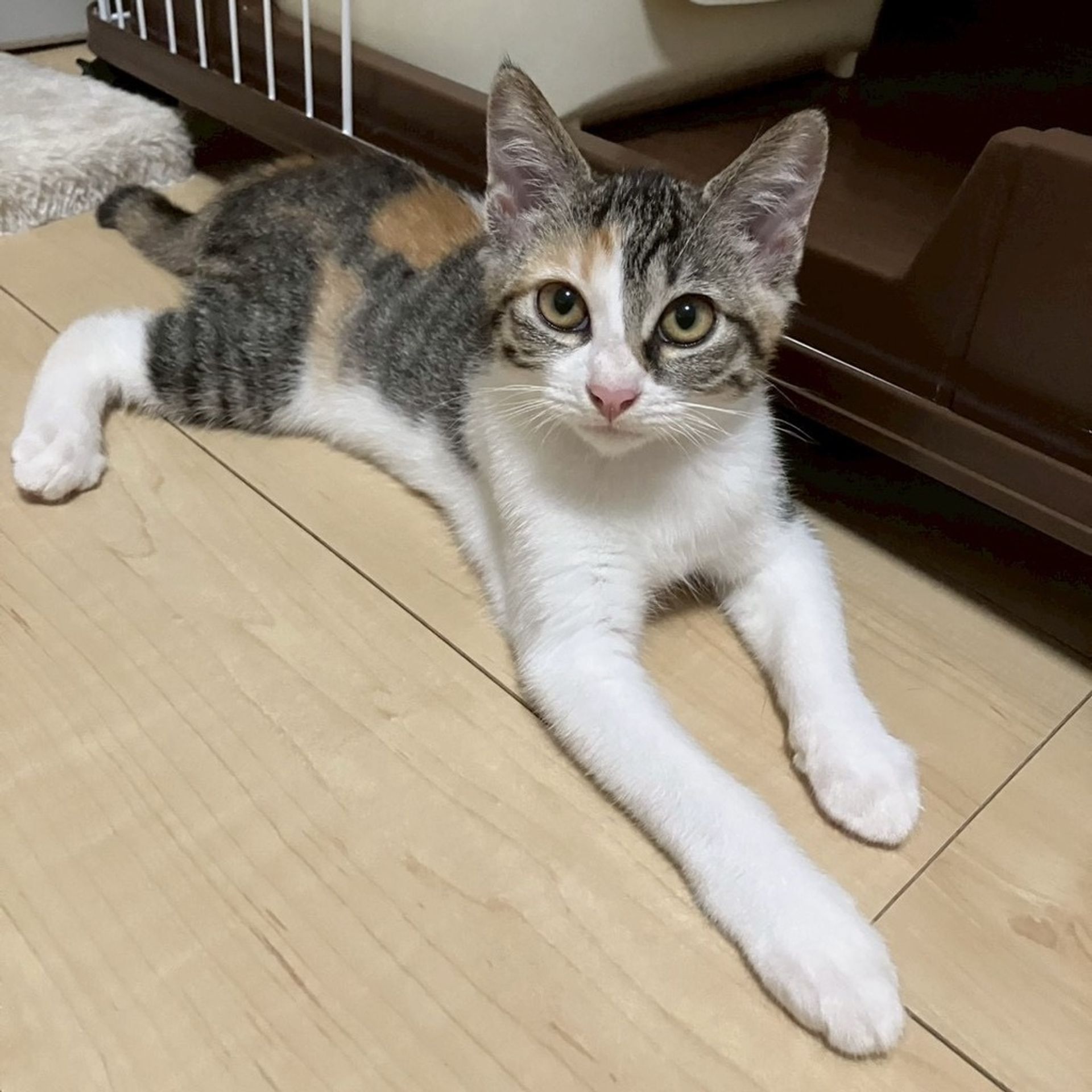 雑種（ミックス猫）・メスの里親募集の写真