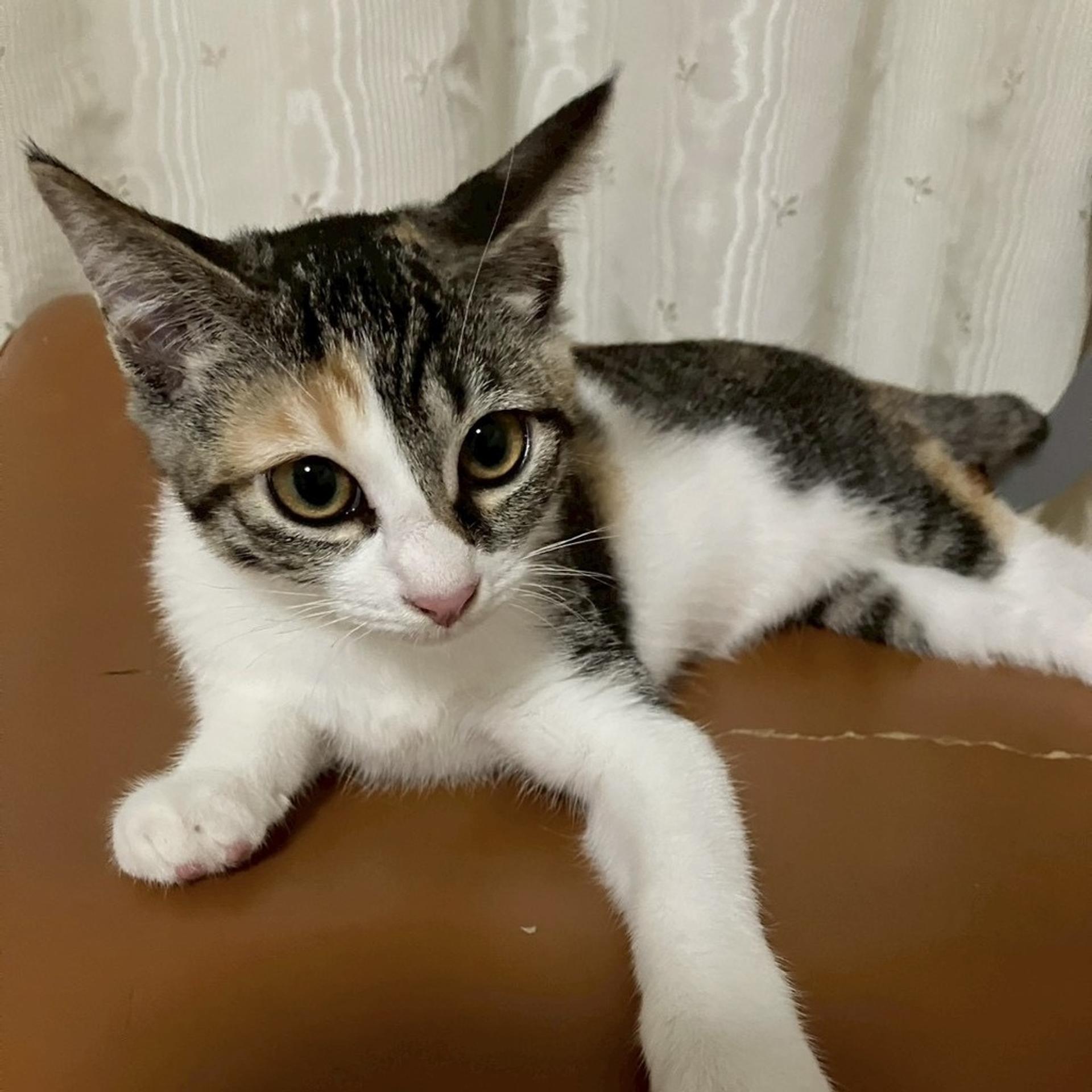 pet-image-3