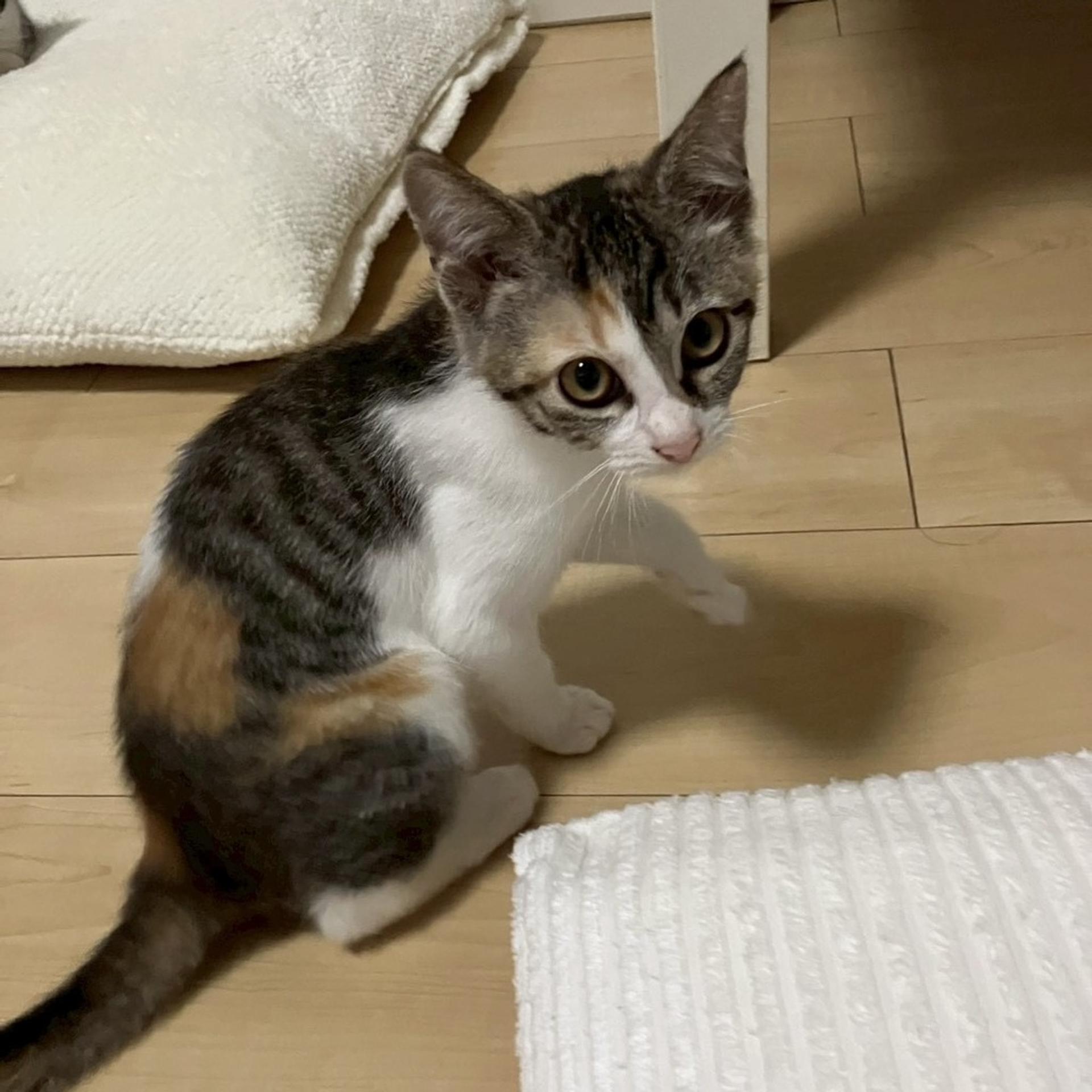 pet-image-4