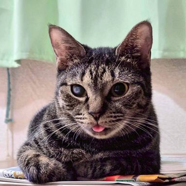 雑種（ミックス猫）・メスの里親募集の写真