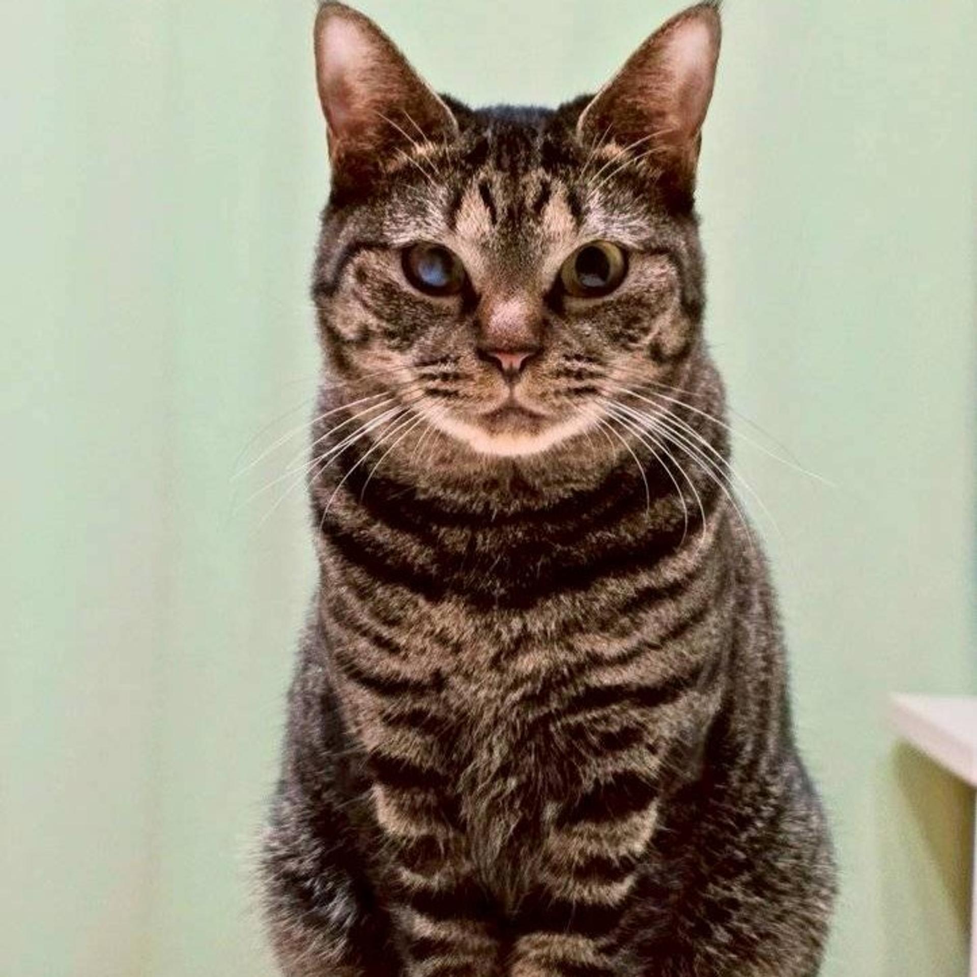 pet-image-2