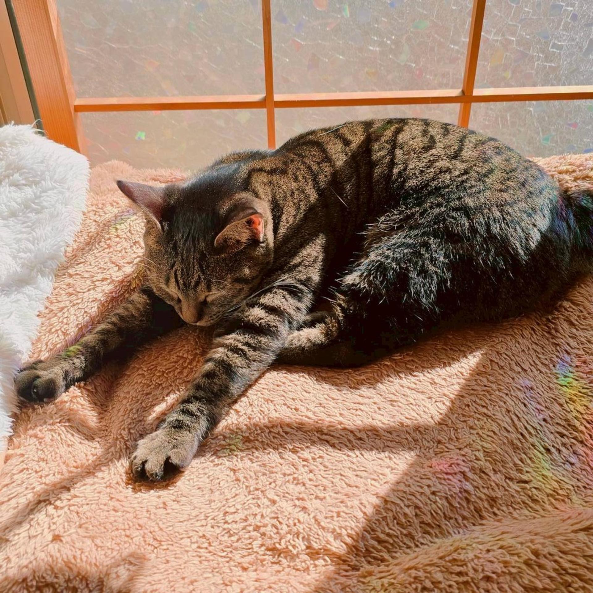 pet-image-3