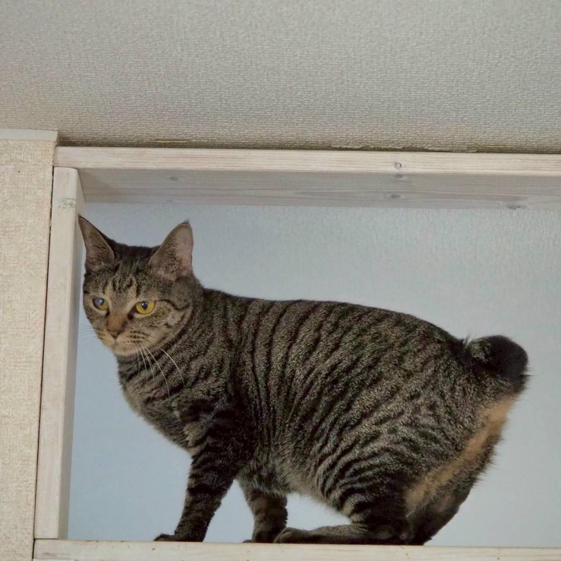 pet-image-4