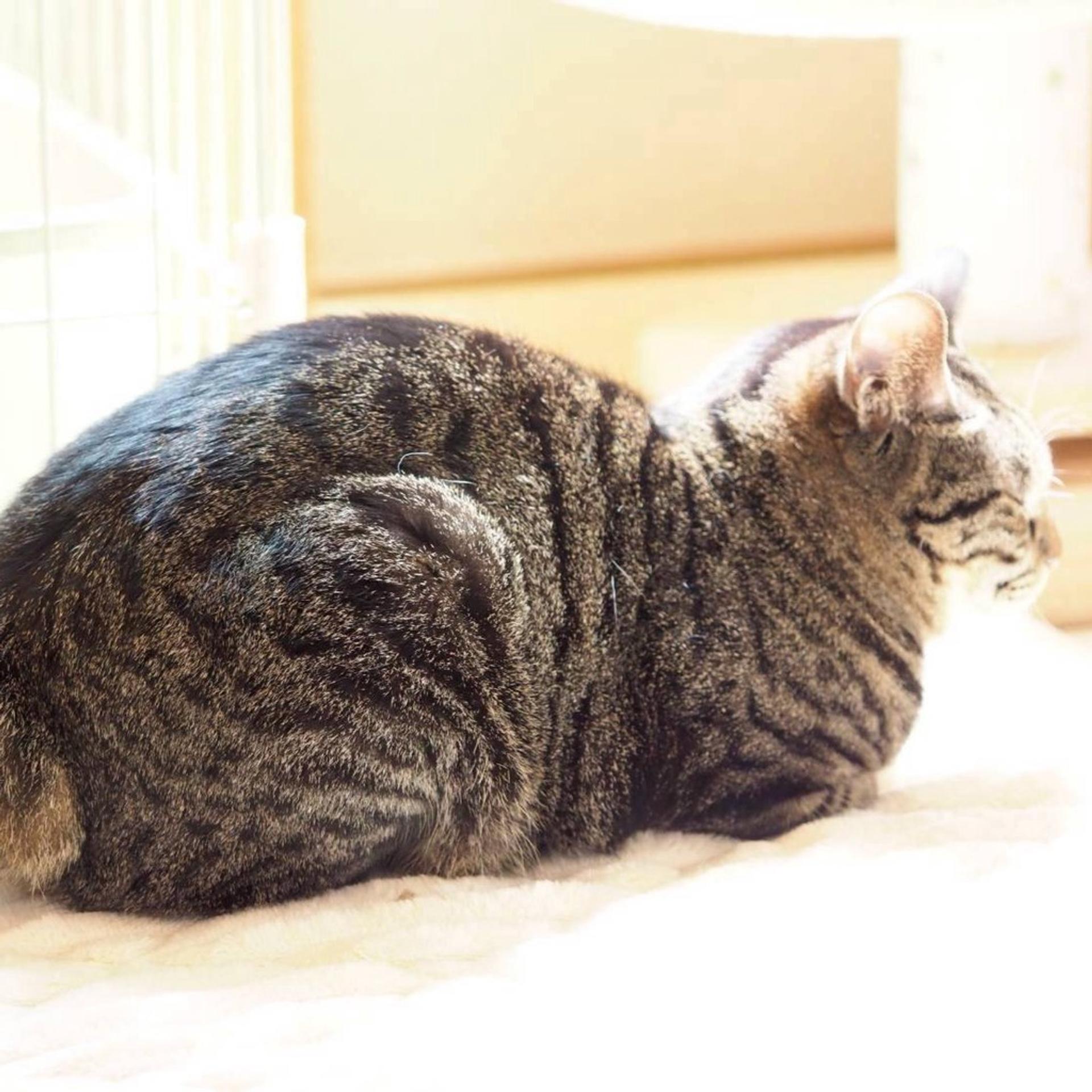pet-image-9