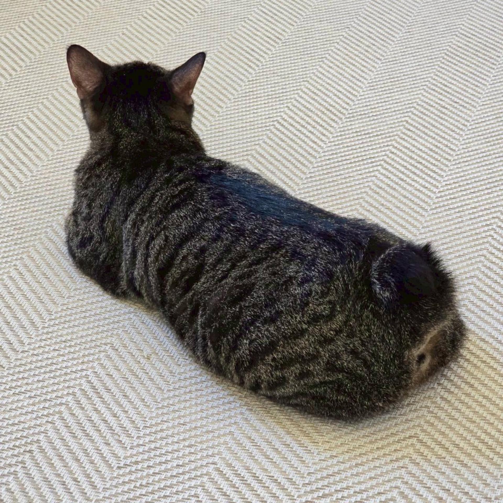 pet-image-10