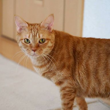 雑種（ミックス猫）・メスの里親募集の写真