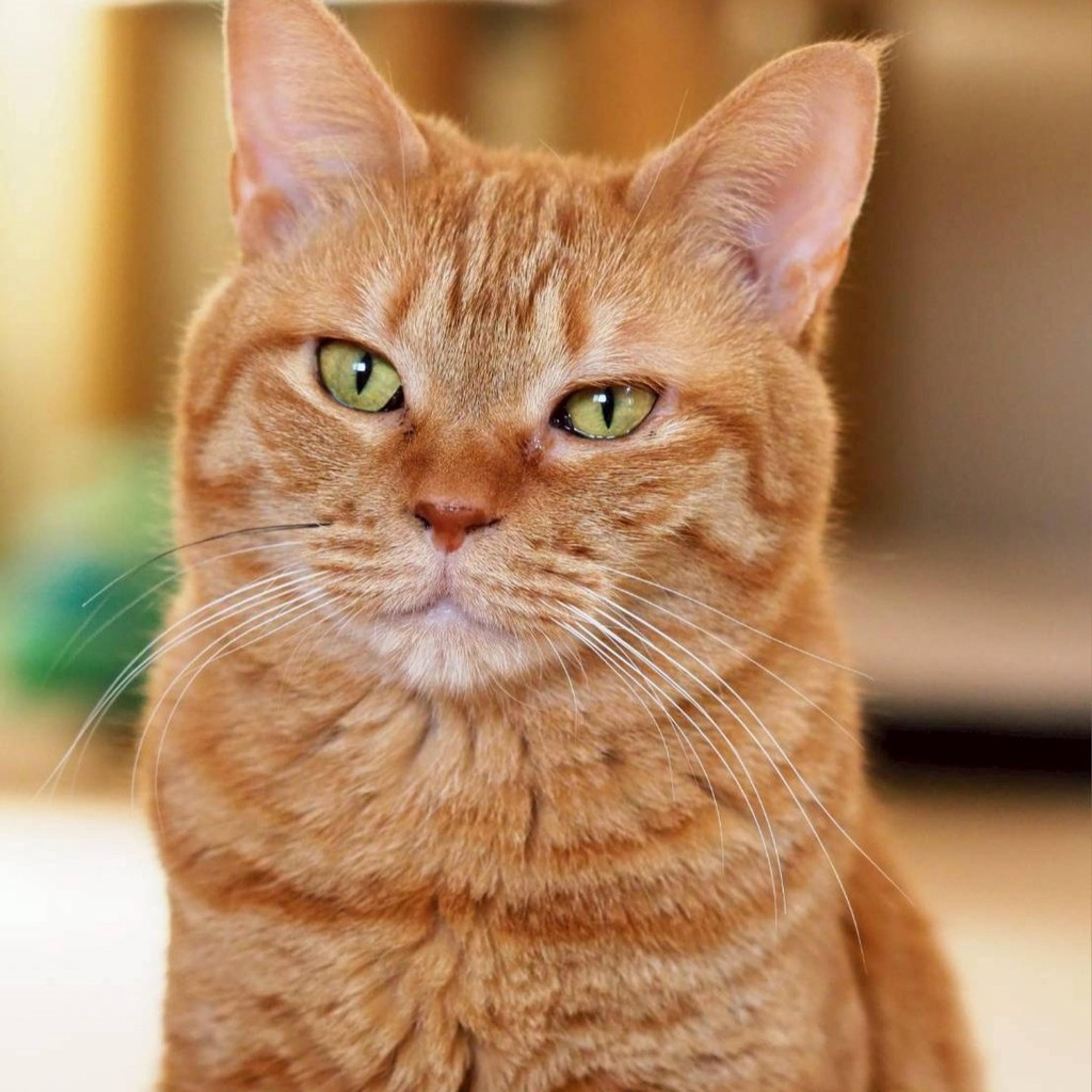 pet-image-3