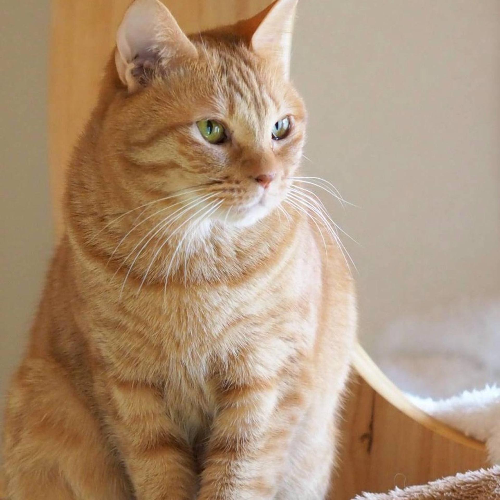 pet-image-7