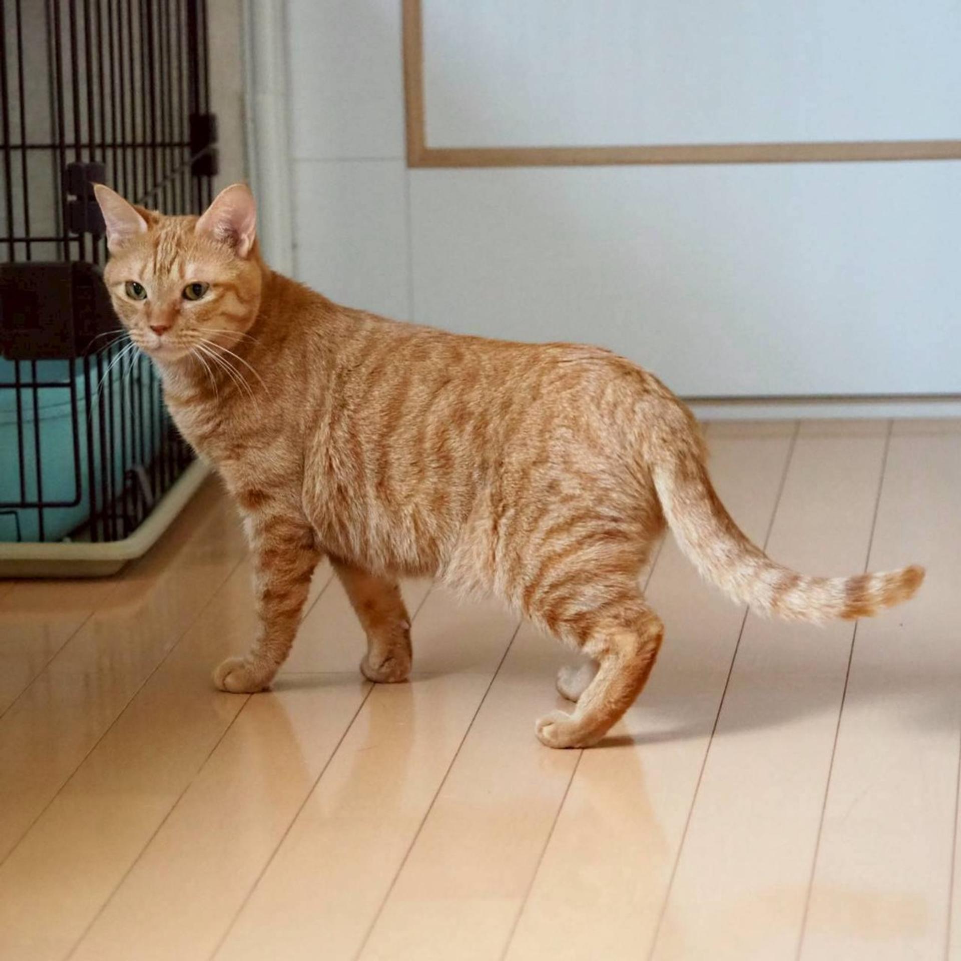pet-image-8