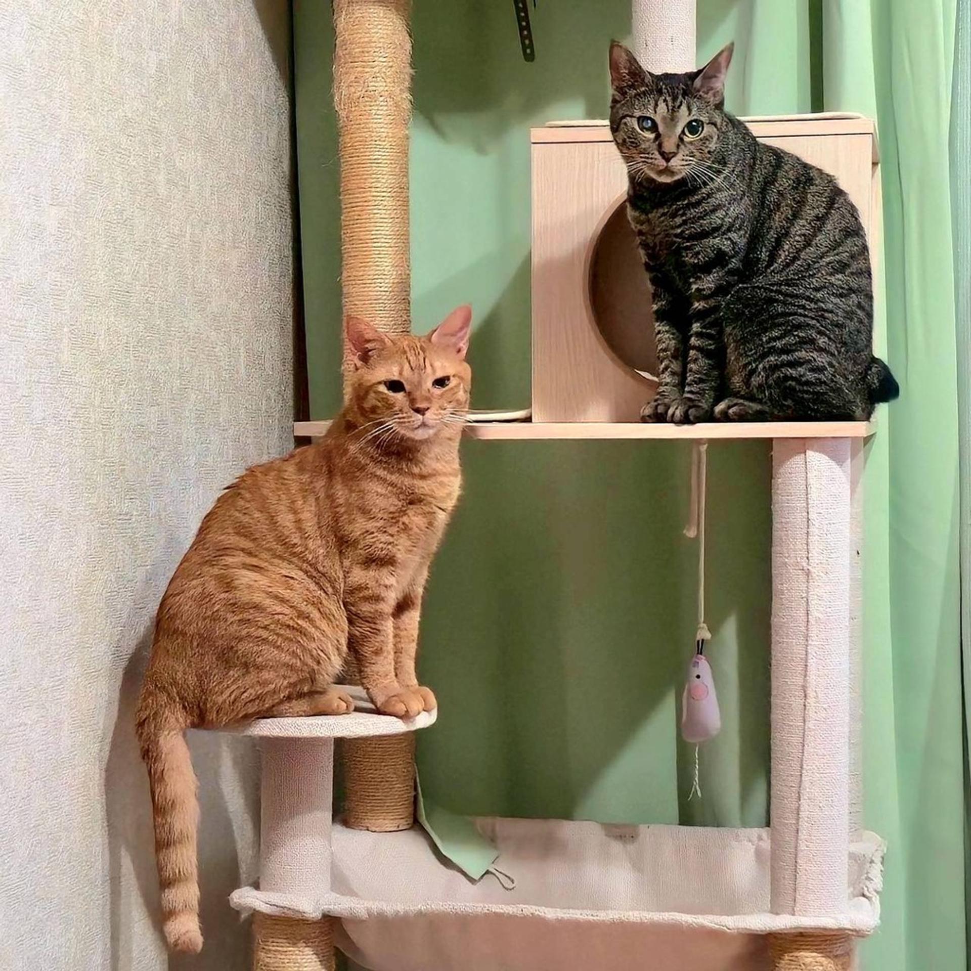 pet-image-9
