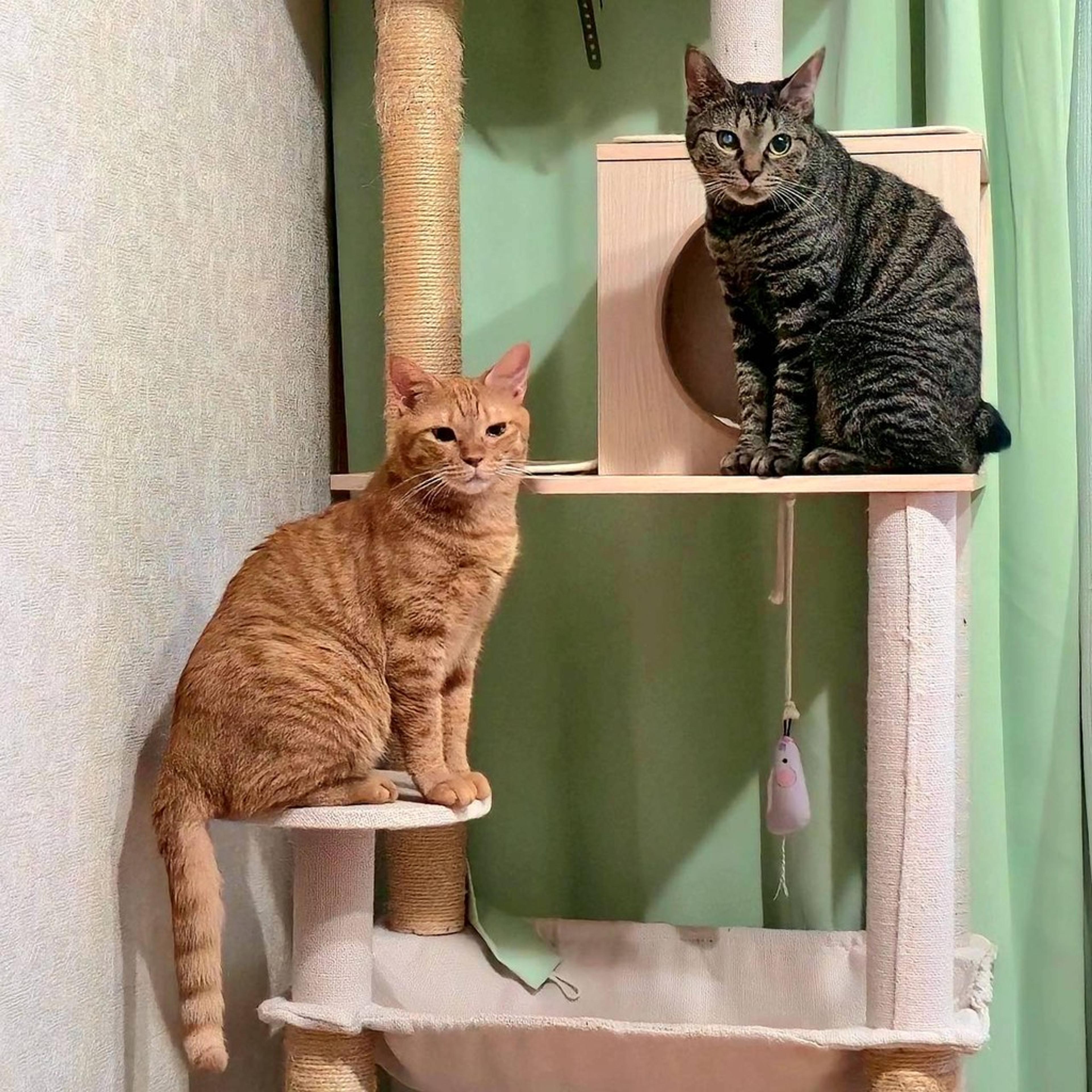 pet-image-9