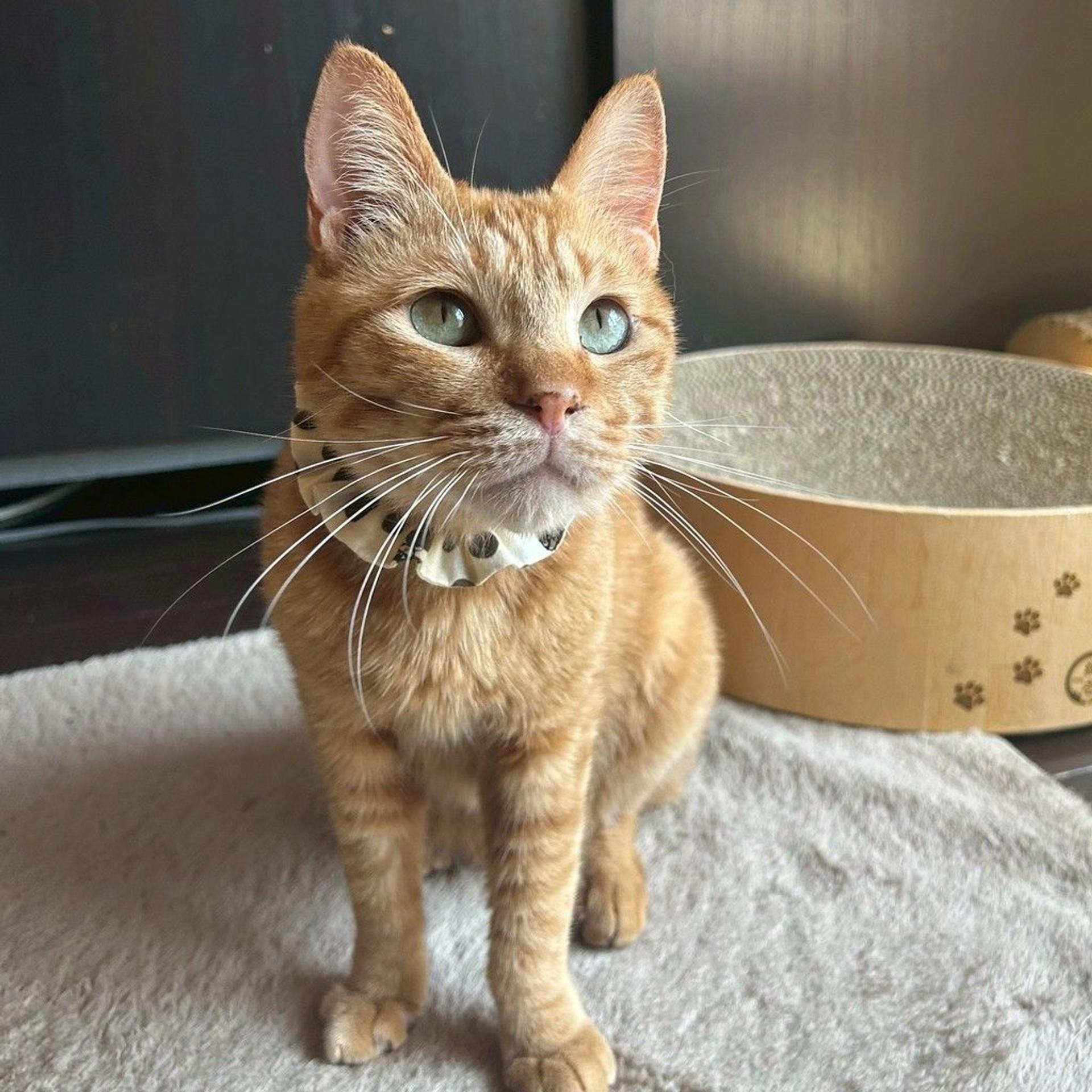 pet-image-3