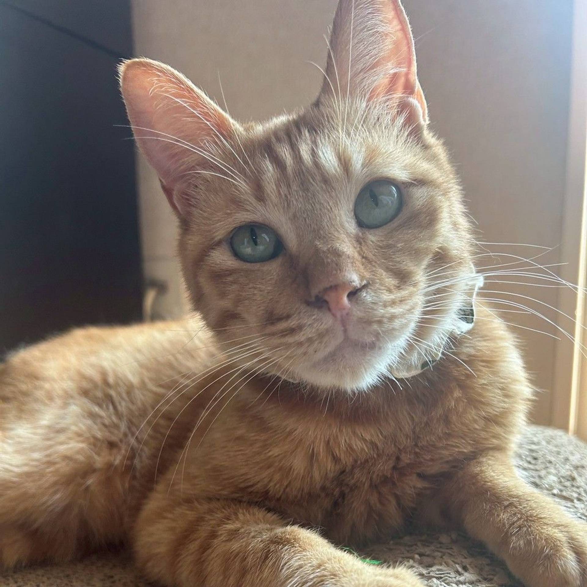 雑種（ミックス猫）・オスの里親募集の写真