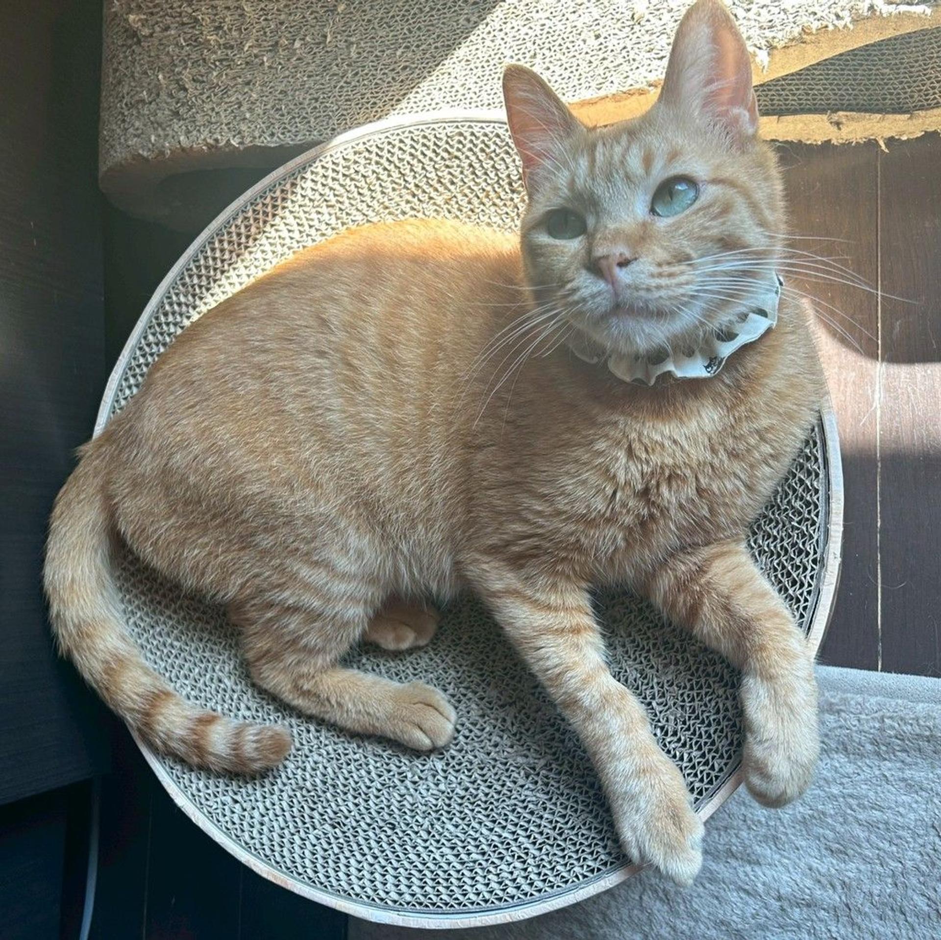 pet-image-4