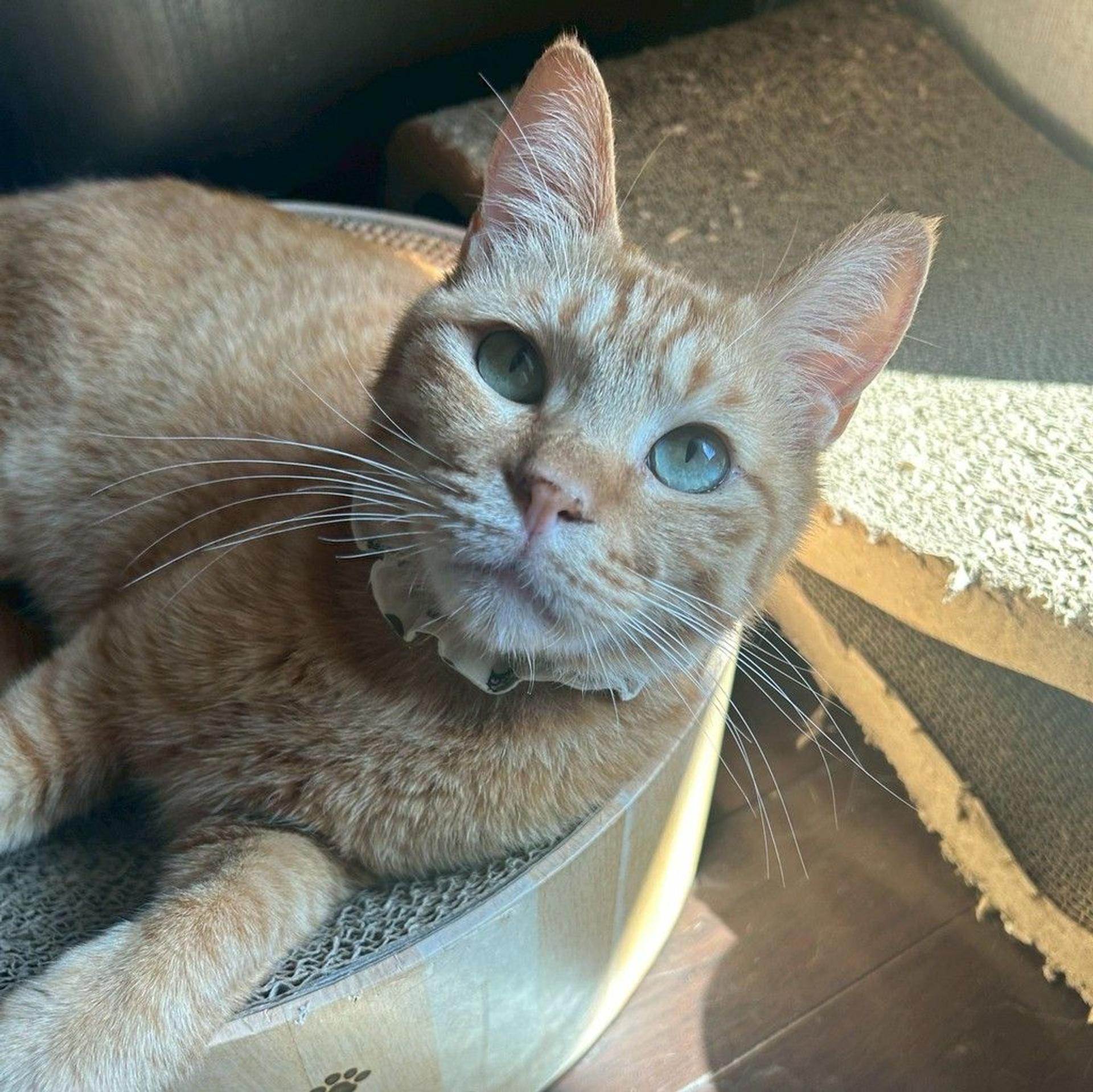 pet-image-7