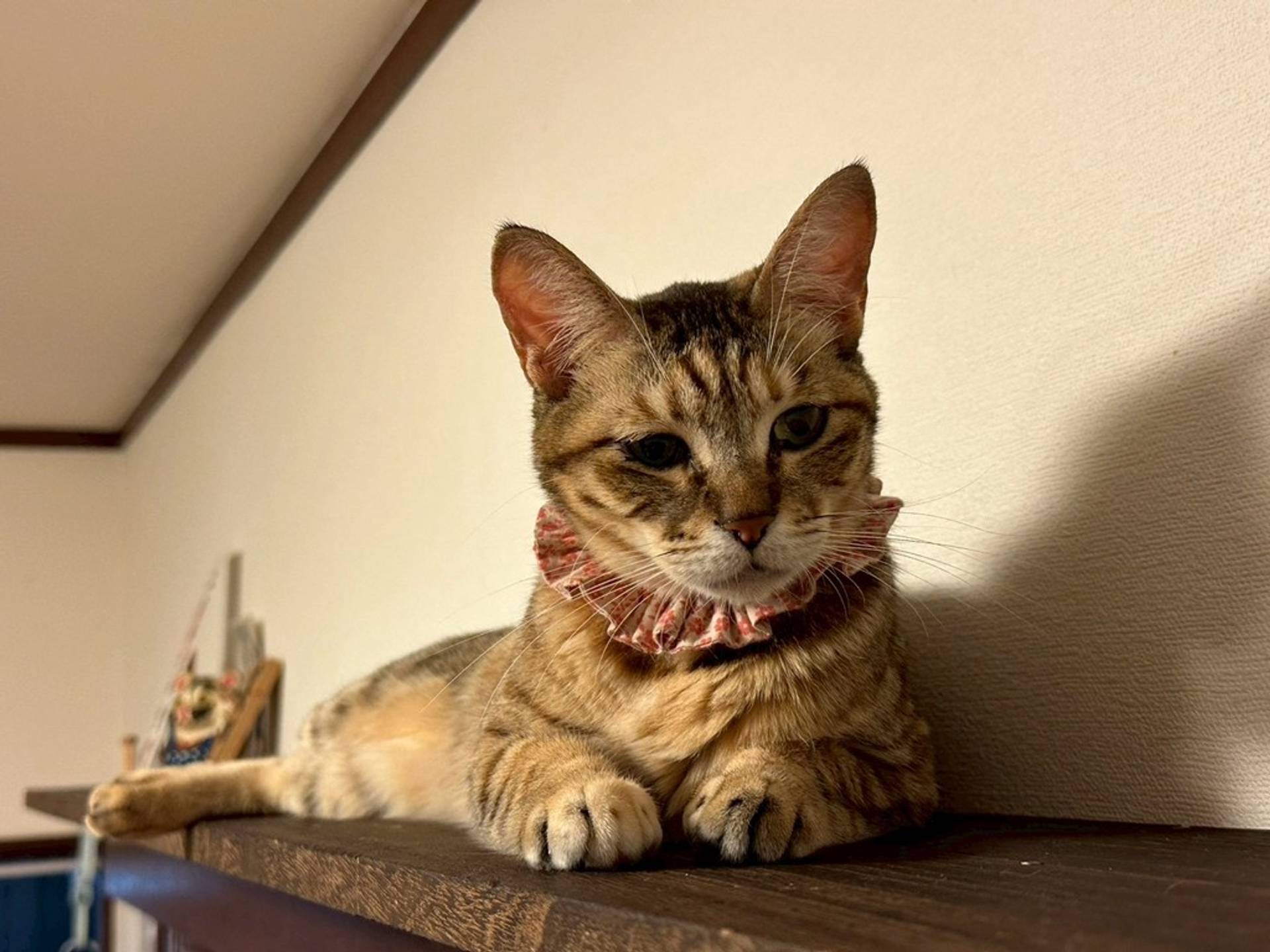 雑種（ミックス猫）・メスの里親募集の写真