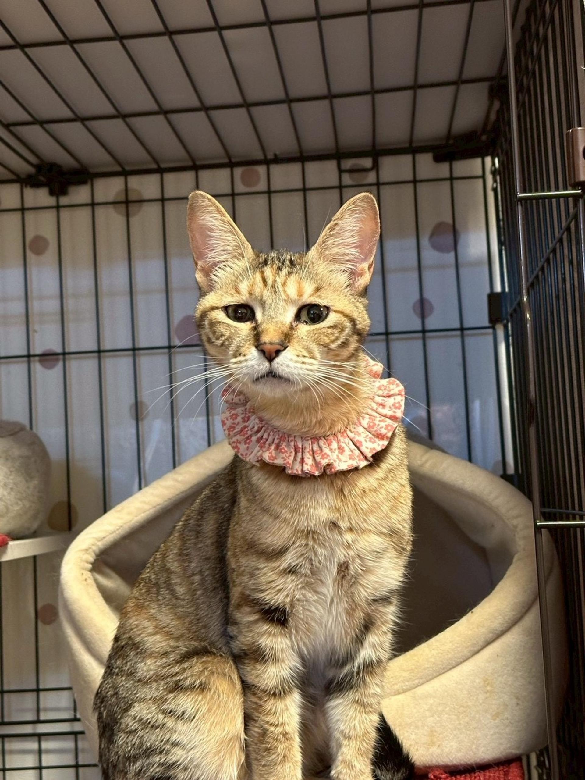 pet-image-4