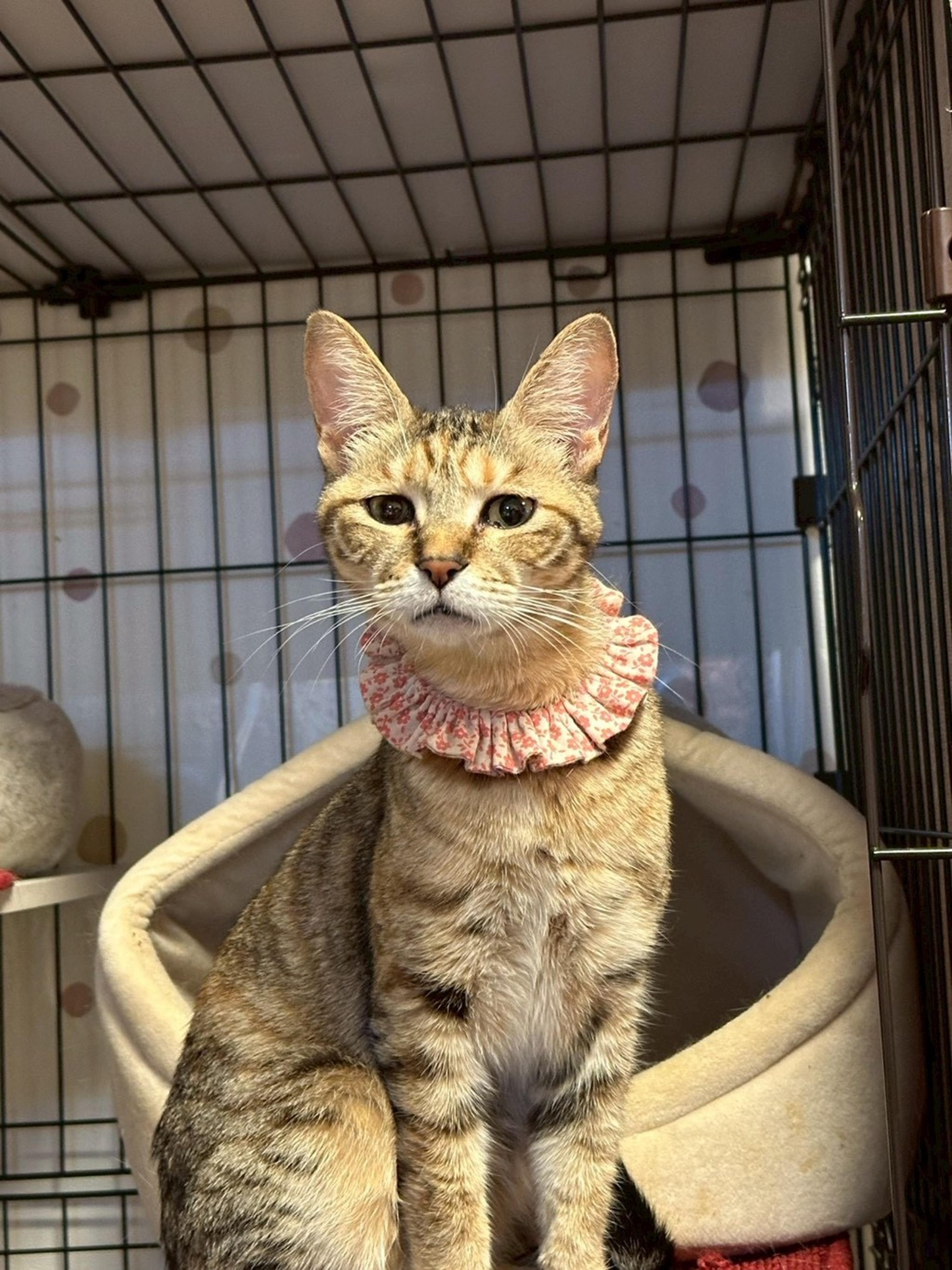 pet-image-4