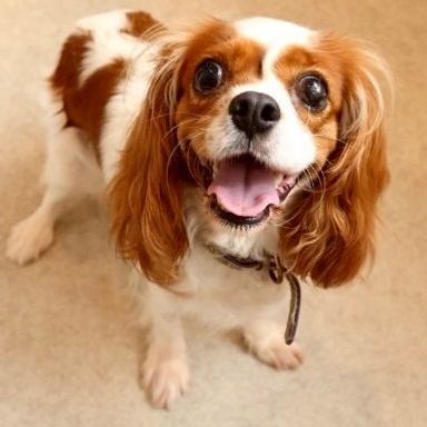 カルディナちゃん