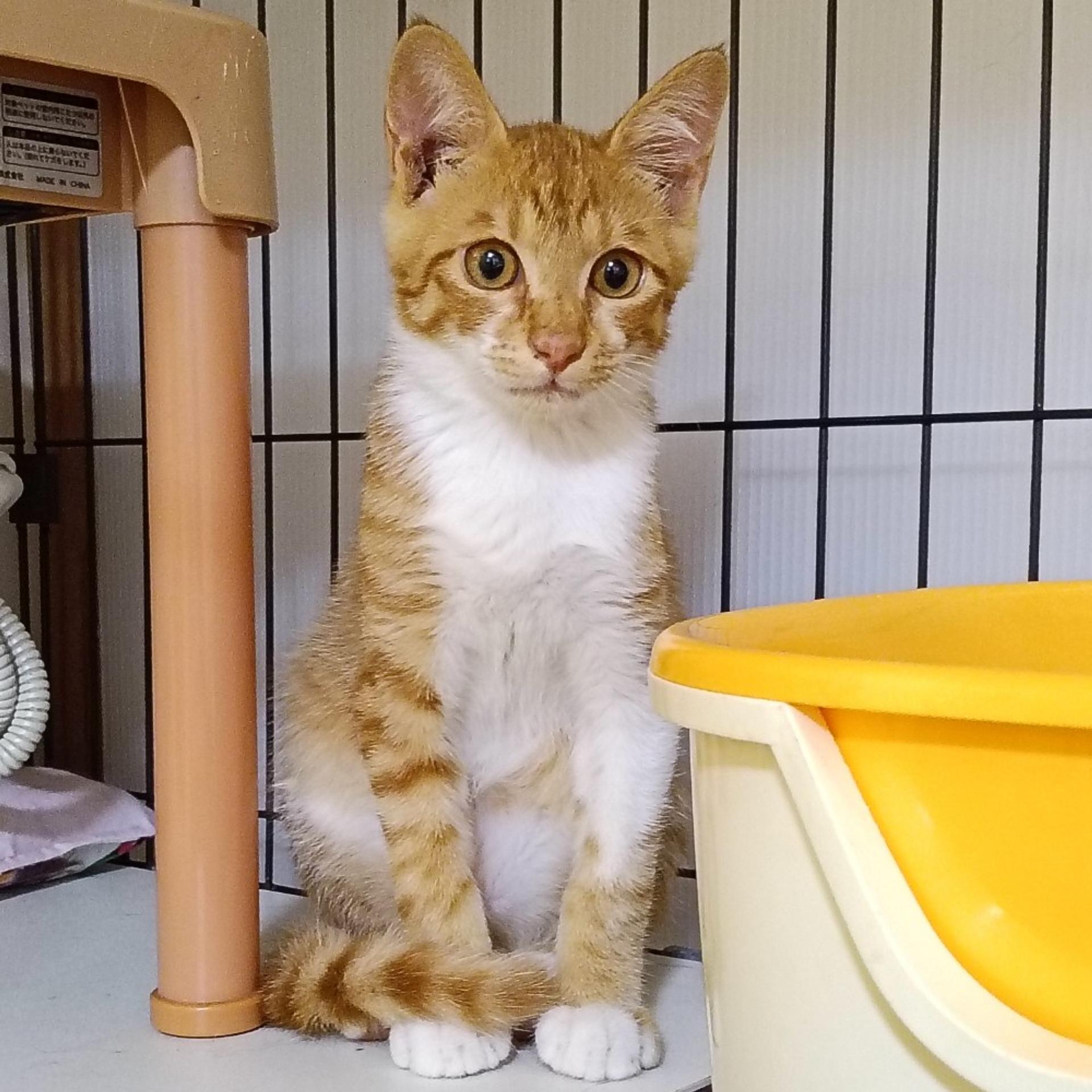 pet-image-4