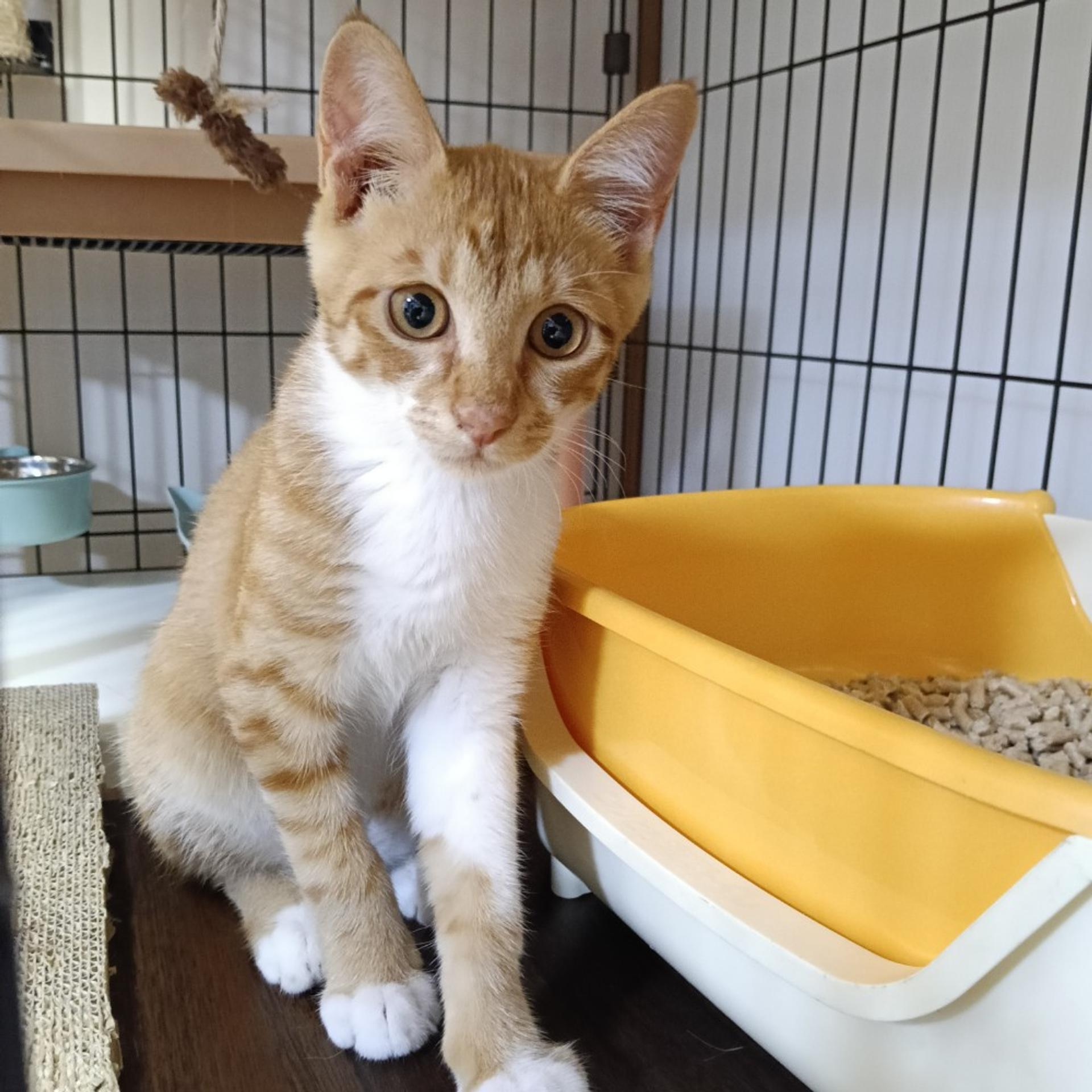 pet-image-5