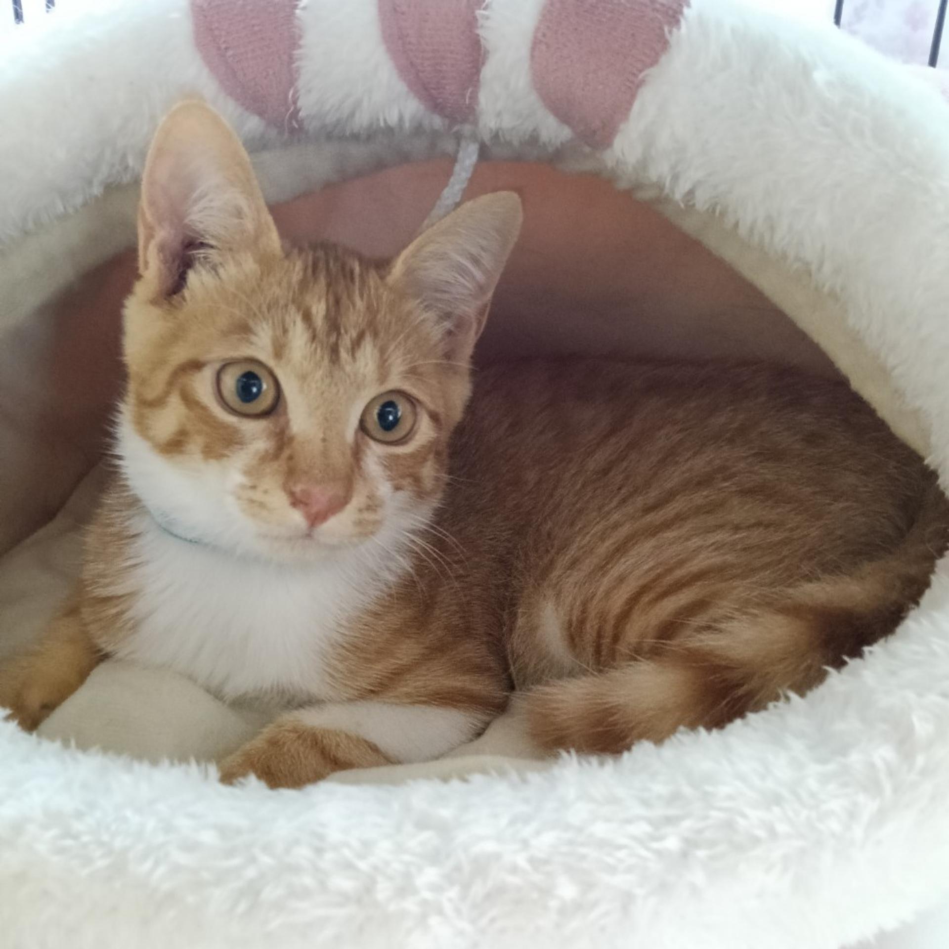 pet-image-2
