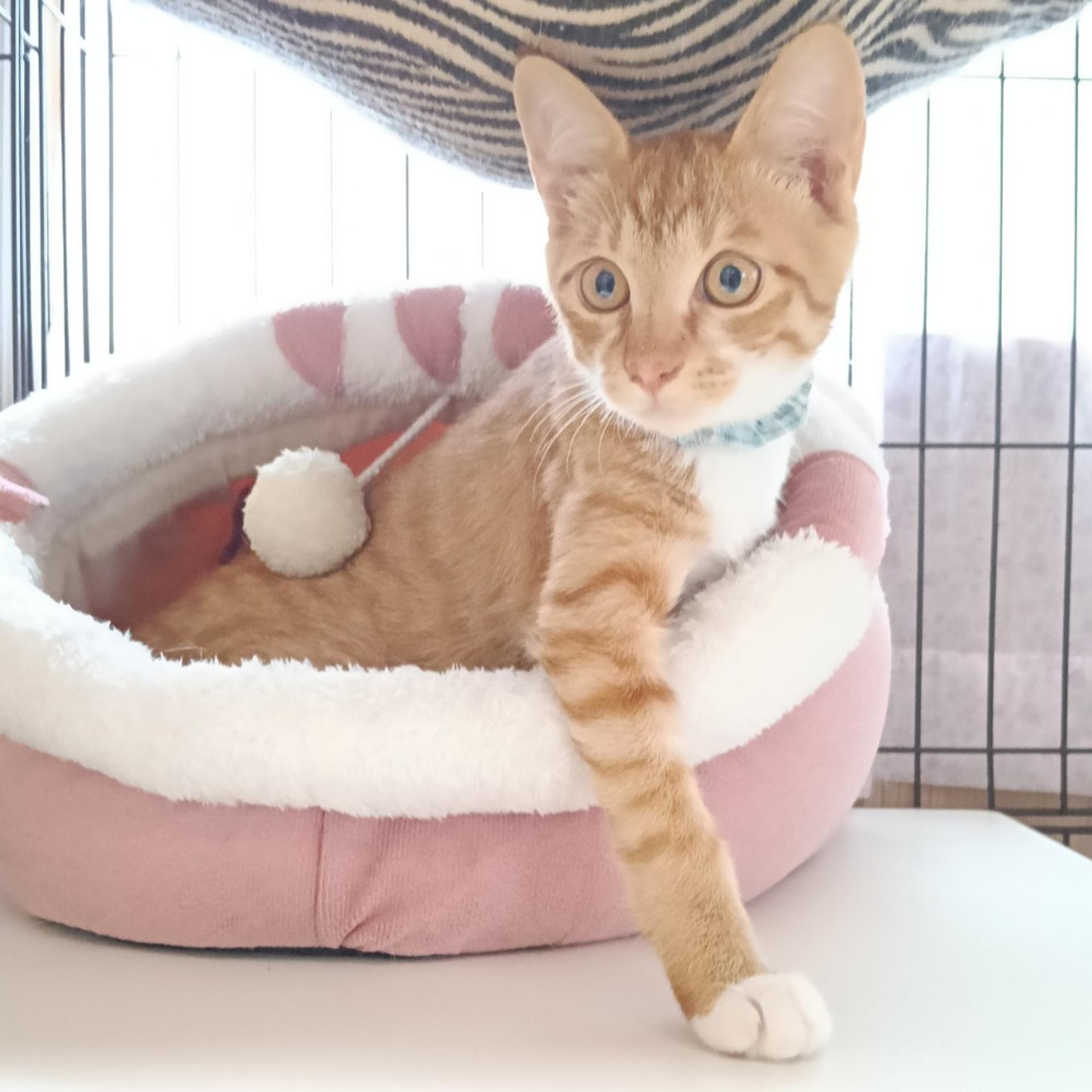 pet-image-3