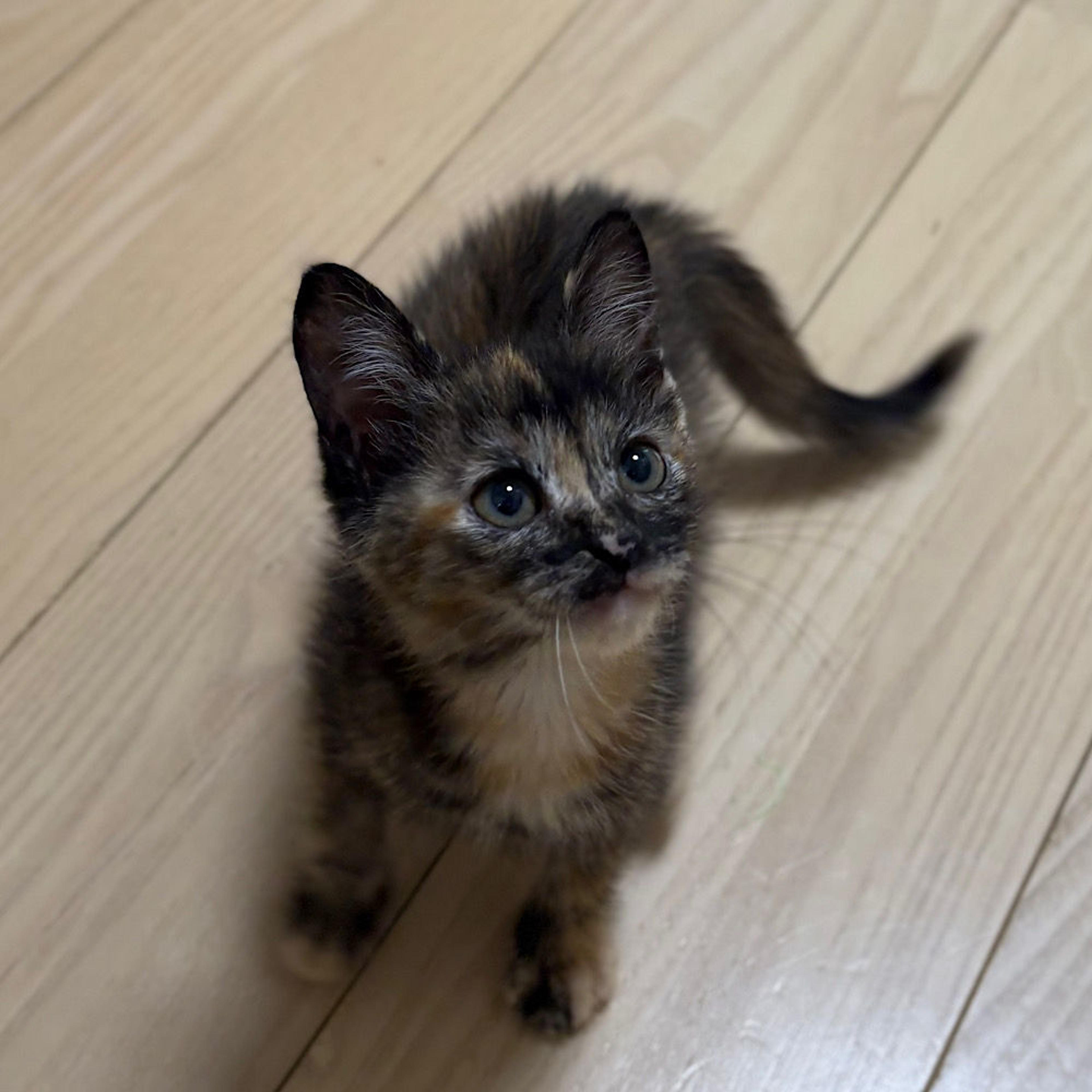 pet-image-3