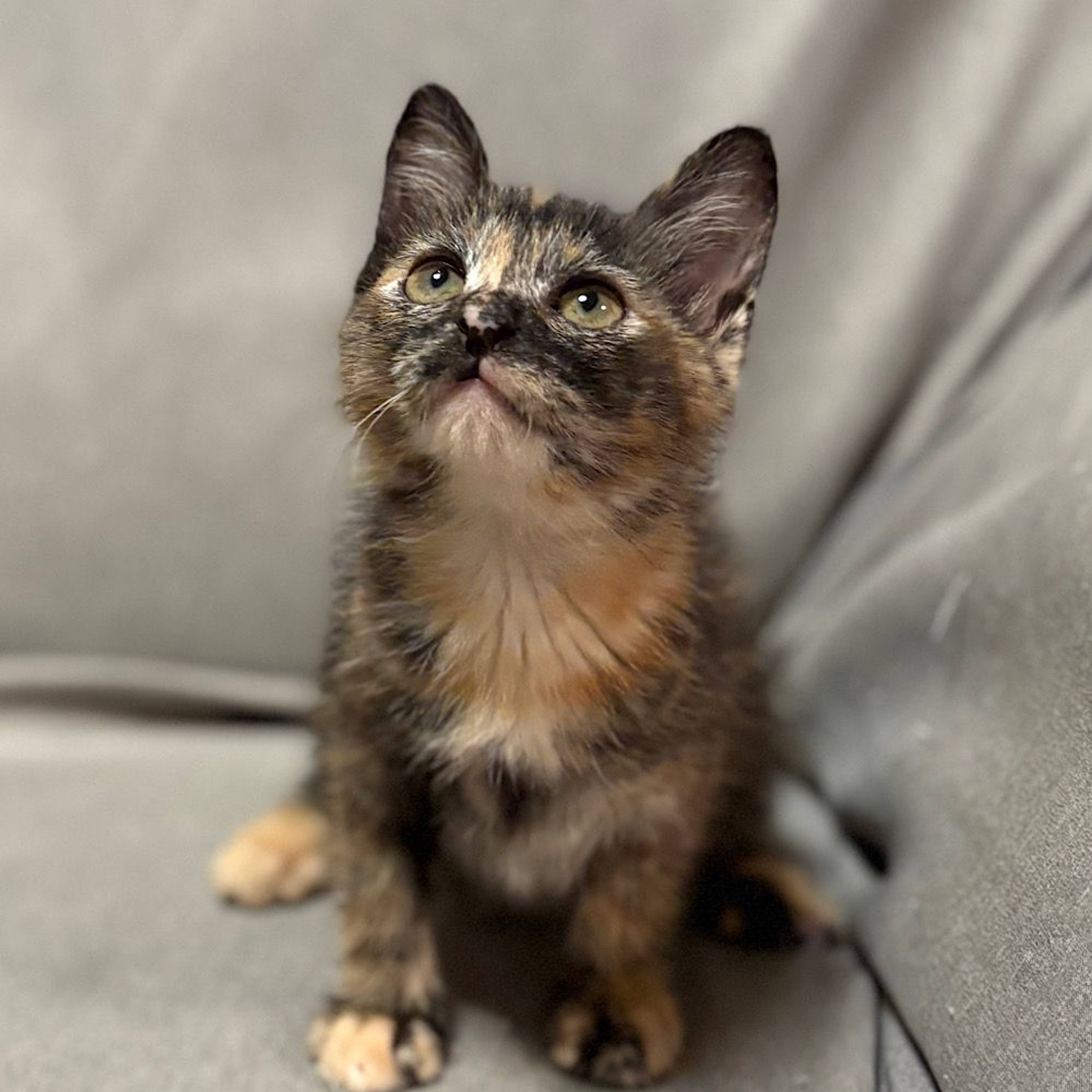 雑種（ミックス猫）・メスの里親募集の写真